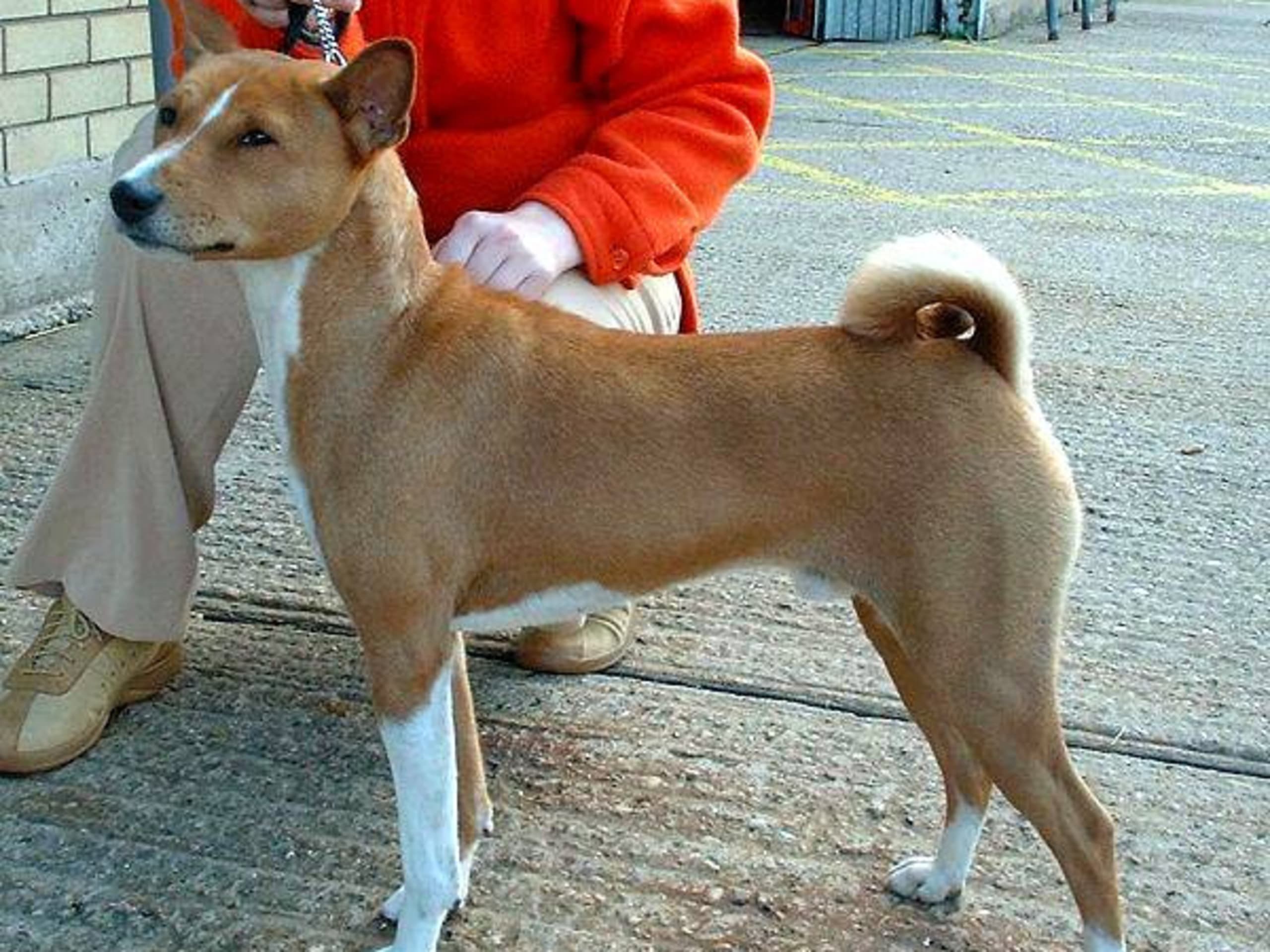 Basenji