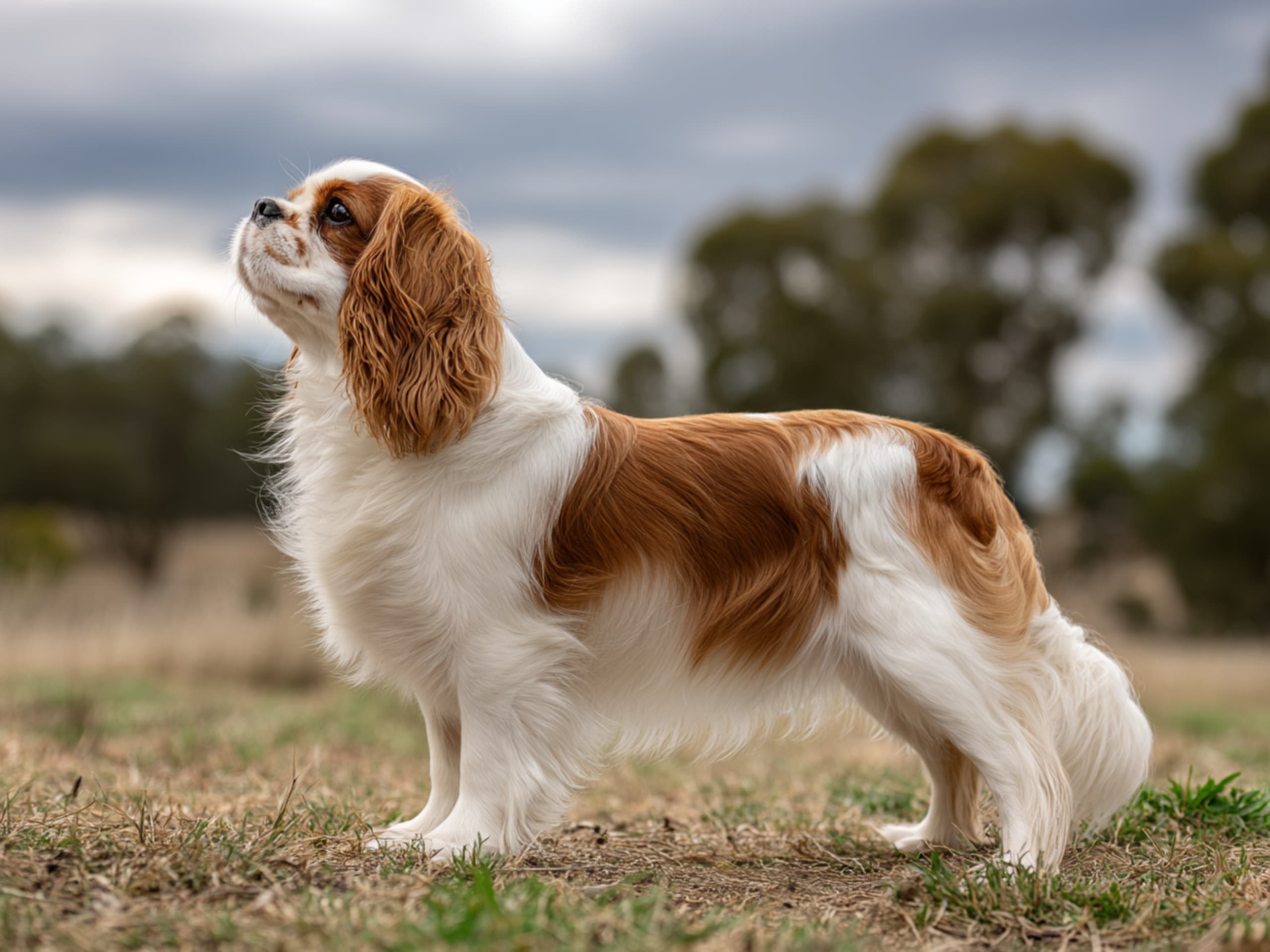 Cavalier King Charles Spaniel