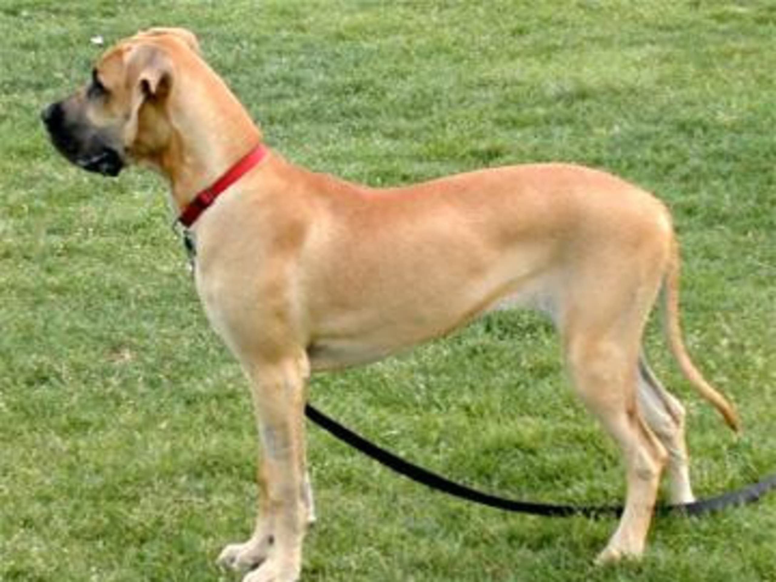 Great Dane (Grand danois)