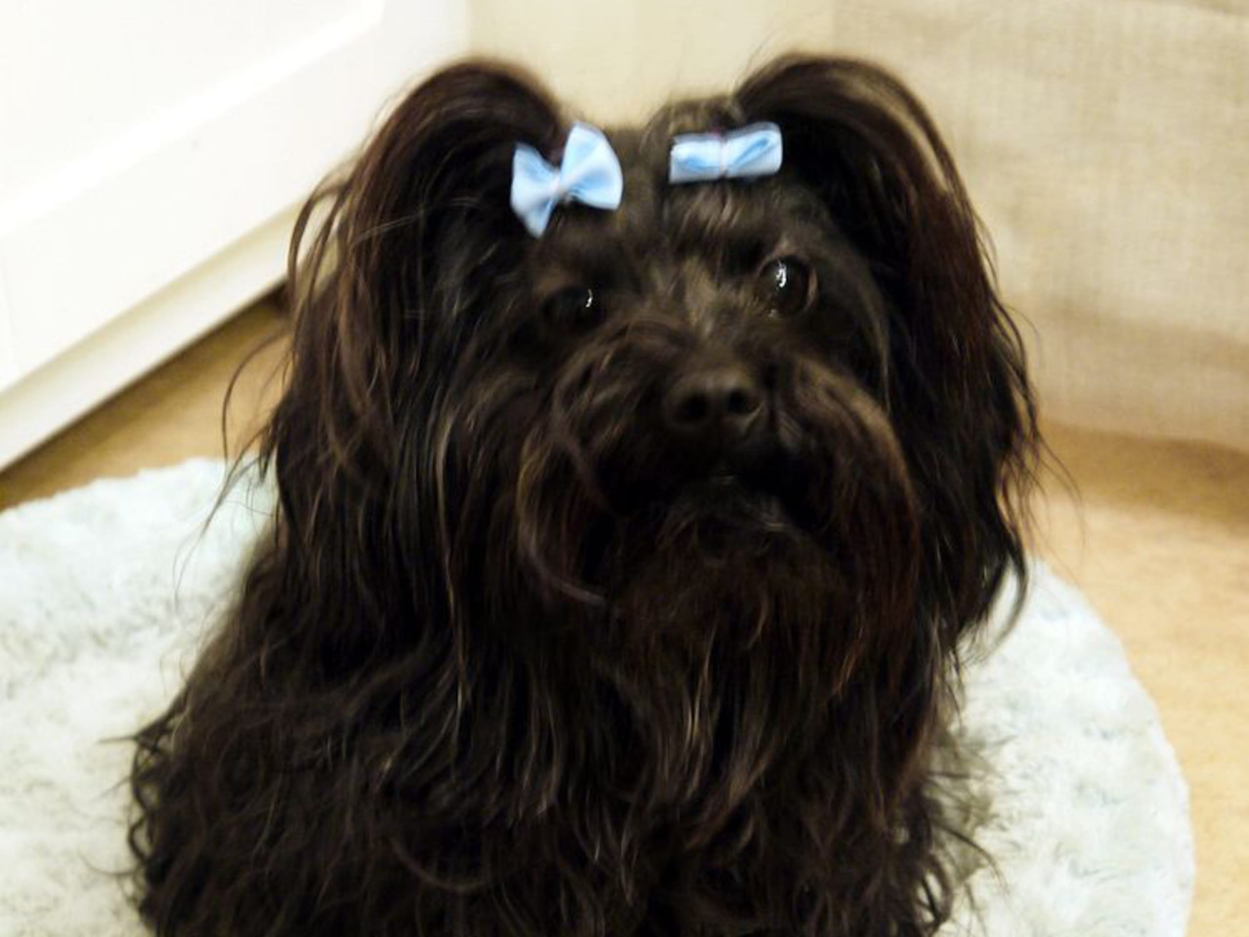 Russian Tsvetnaya Bolonka