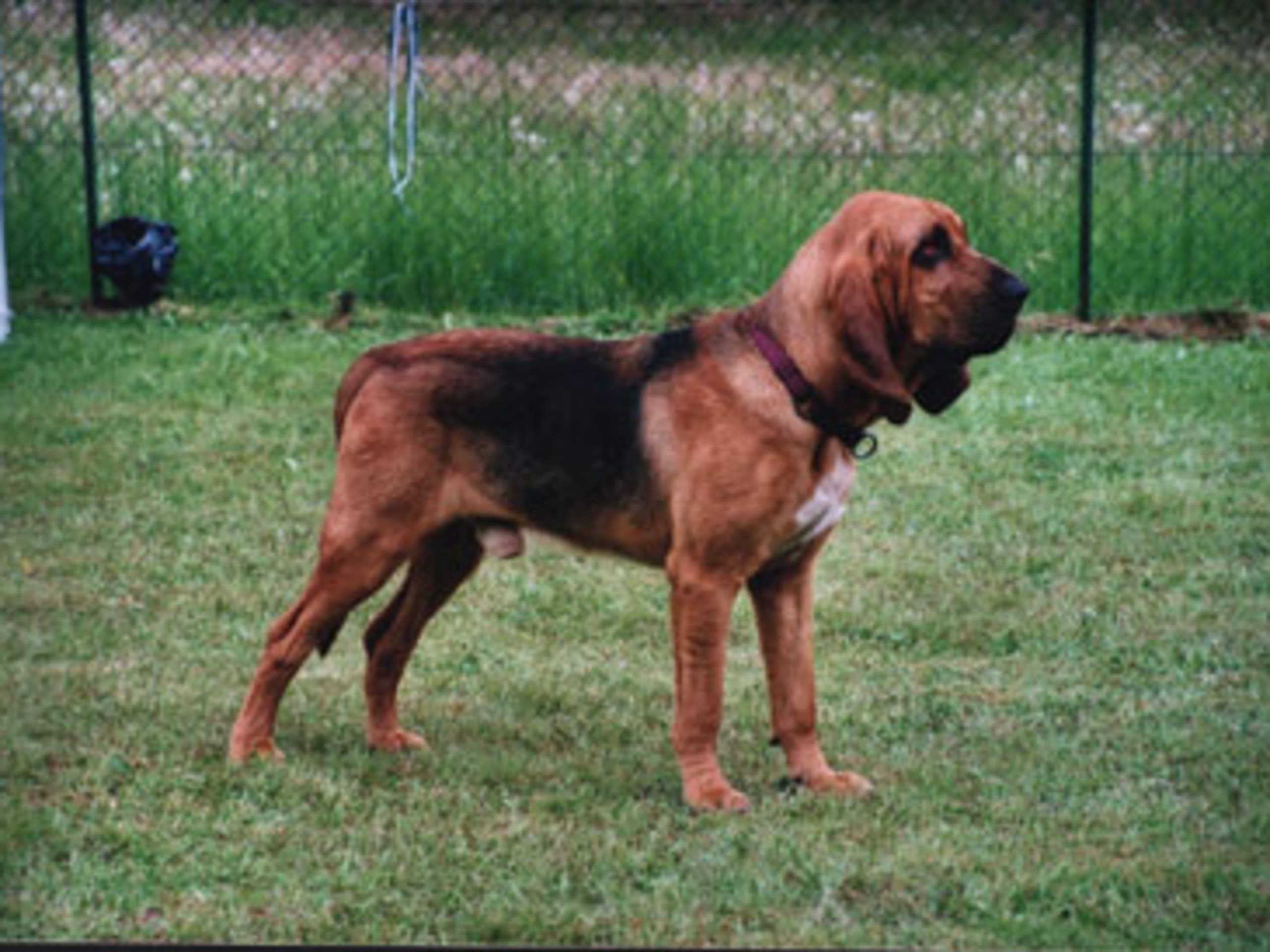 Bloodhound