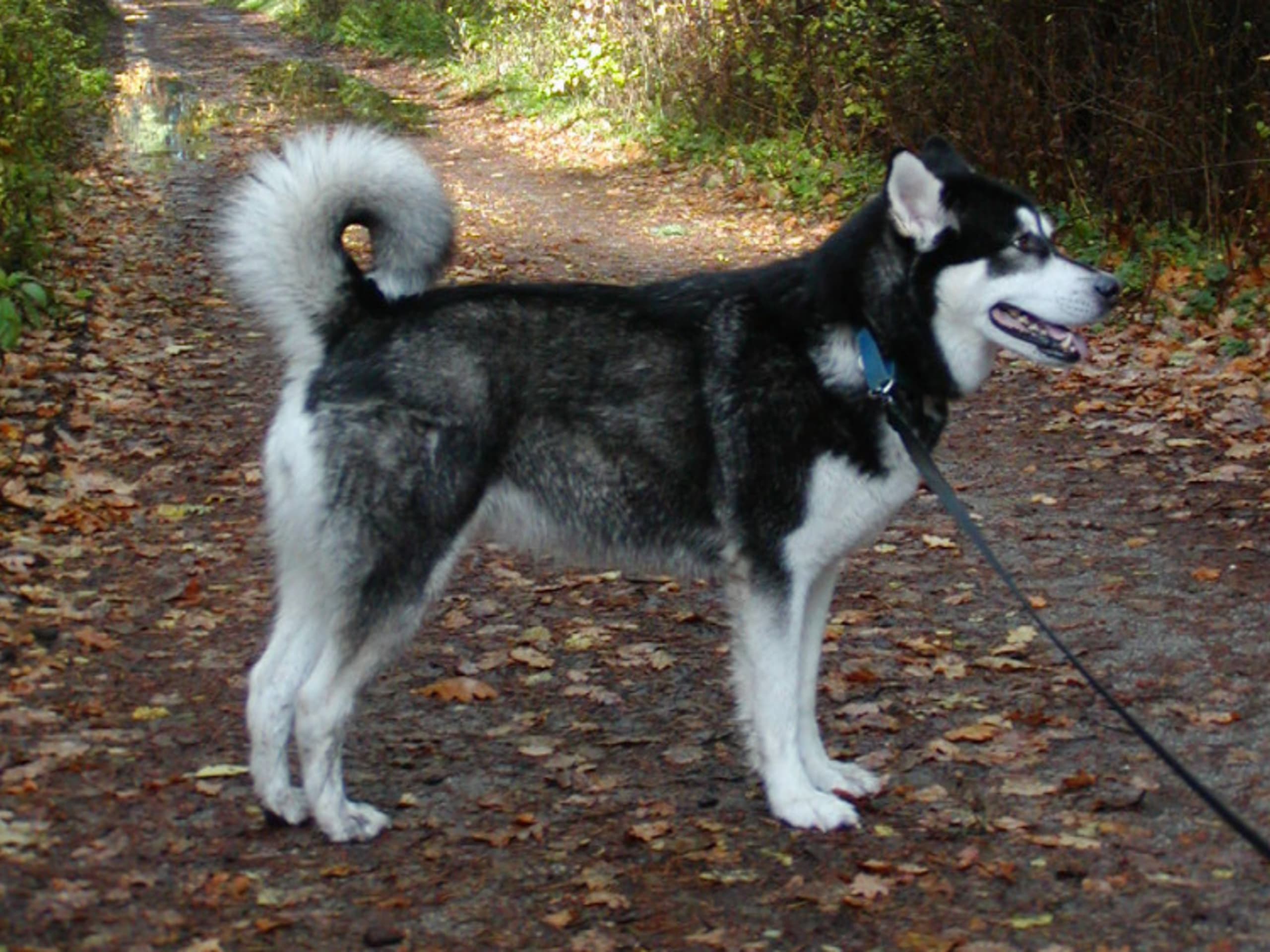 Alaskan Malamute