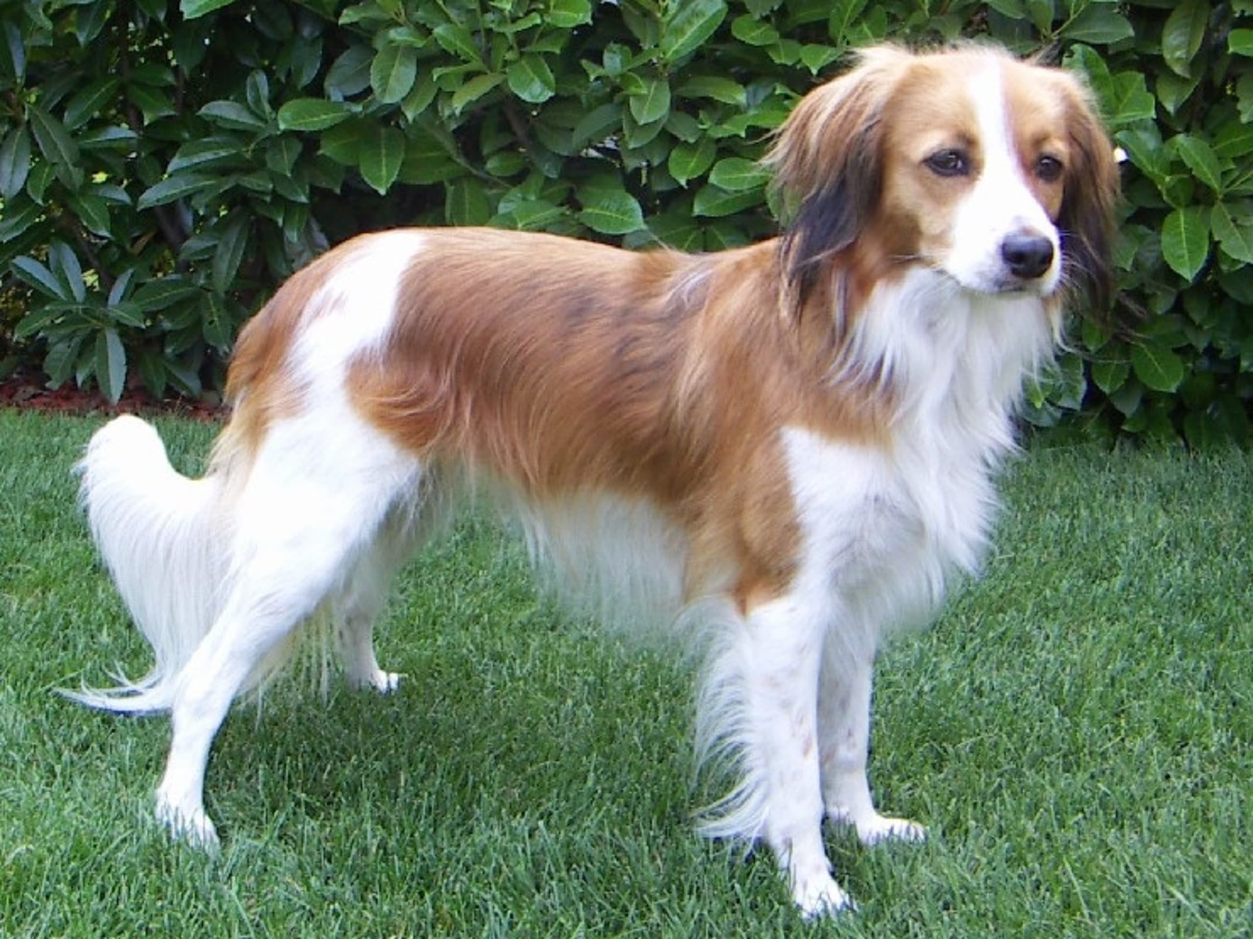 Dutch Kooikerhondje