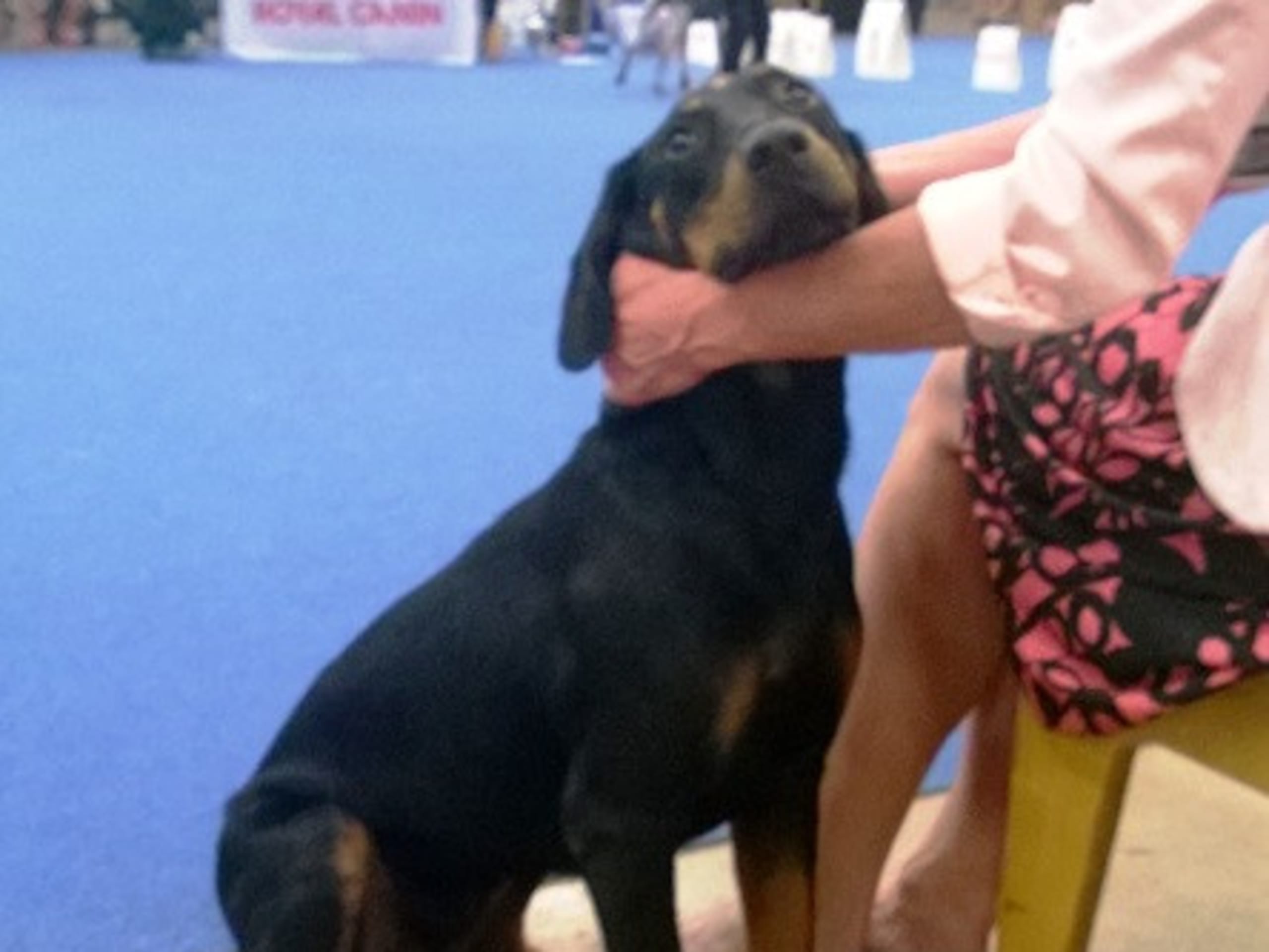 Montenegrin Mountain Hound