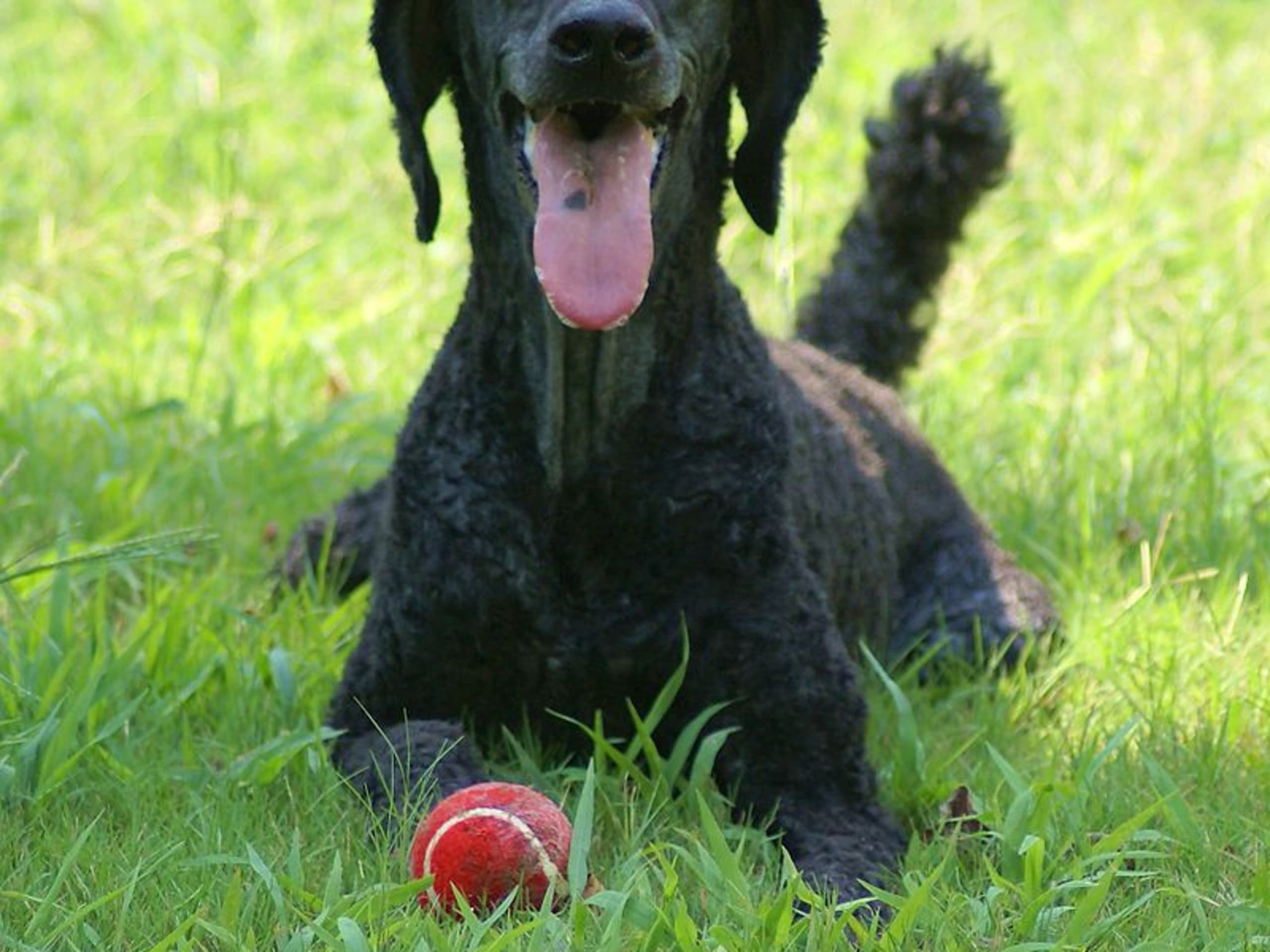 Standard Poodle
