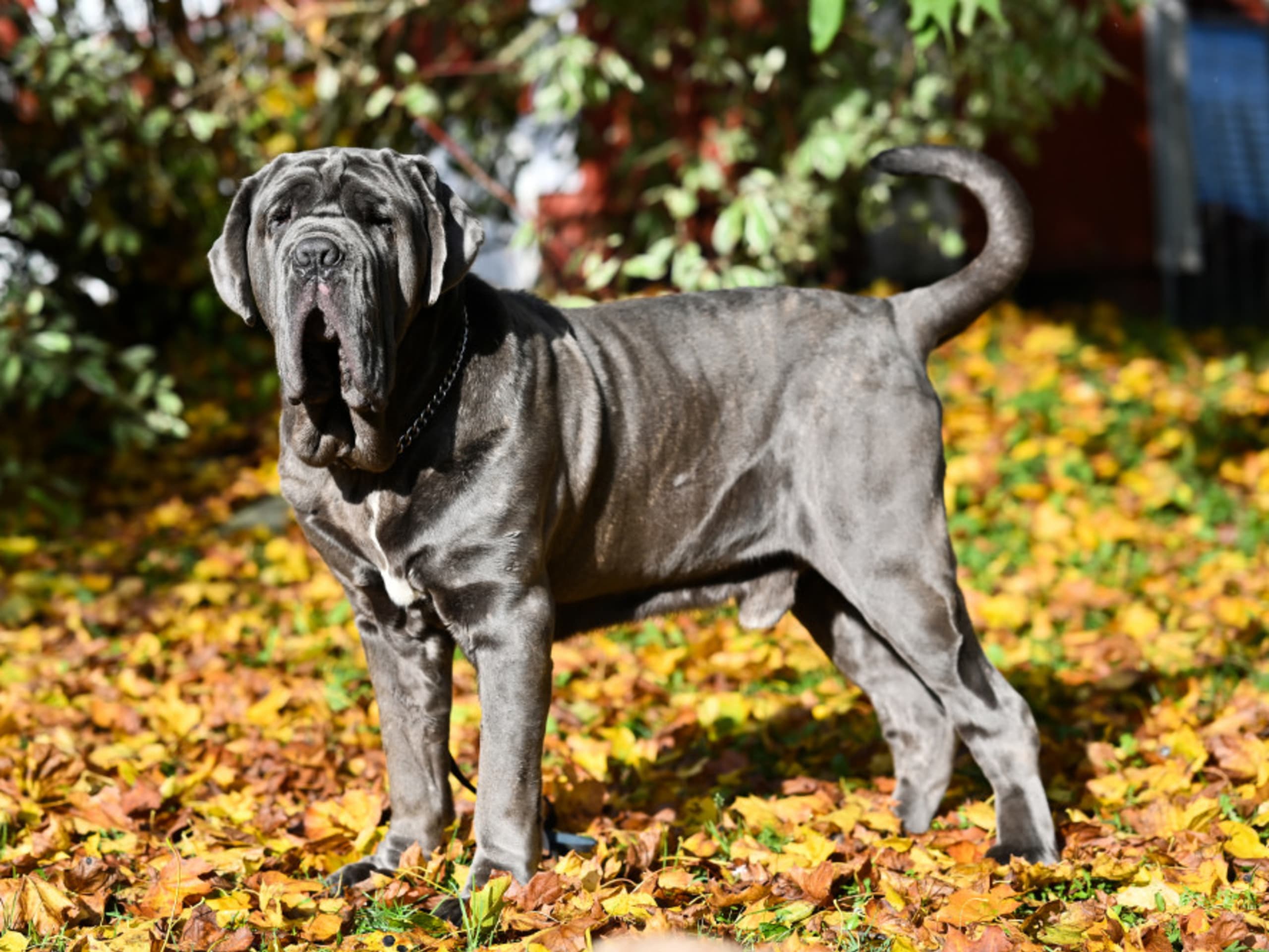 Neapolitan Mastiff