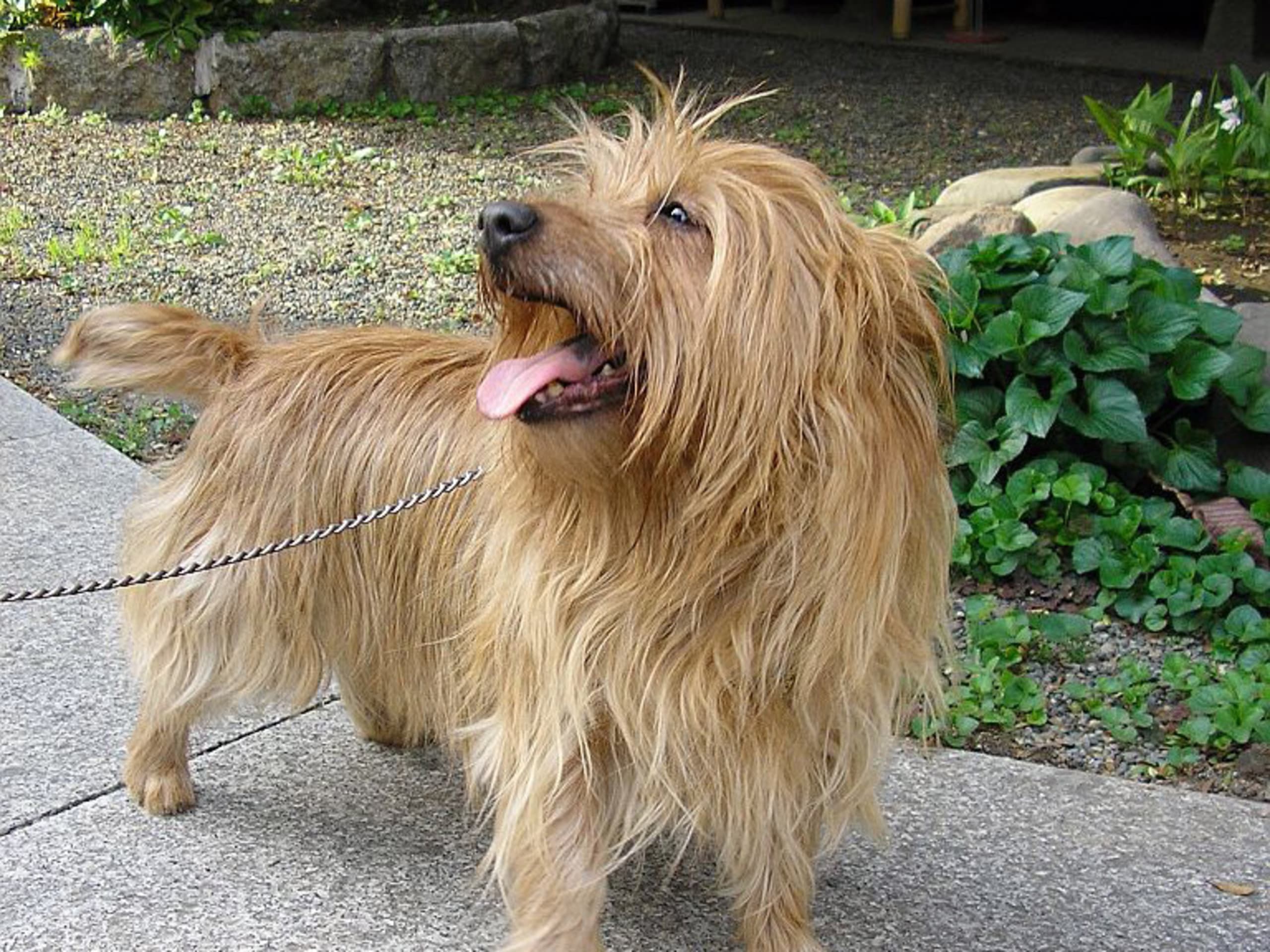 Australian Terrier