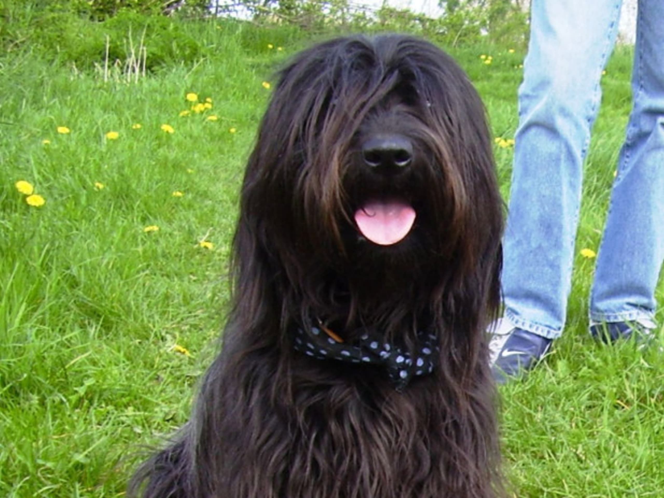 Catalan Sheepdog (Gos d’atura català)