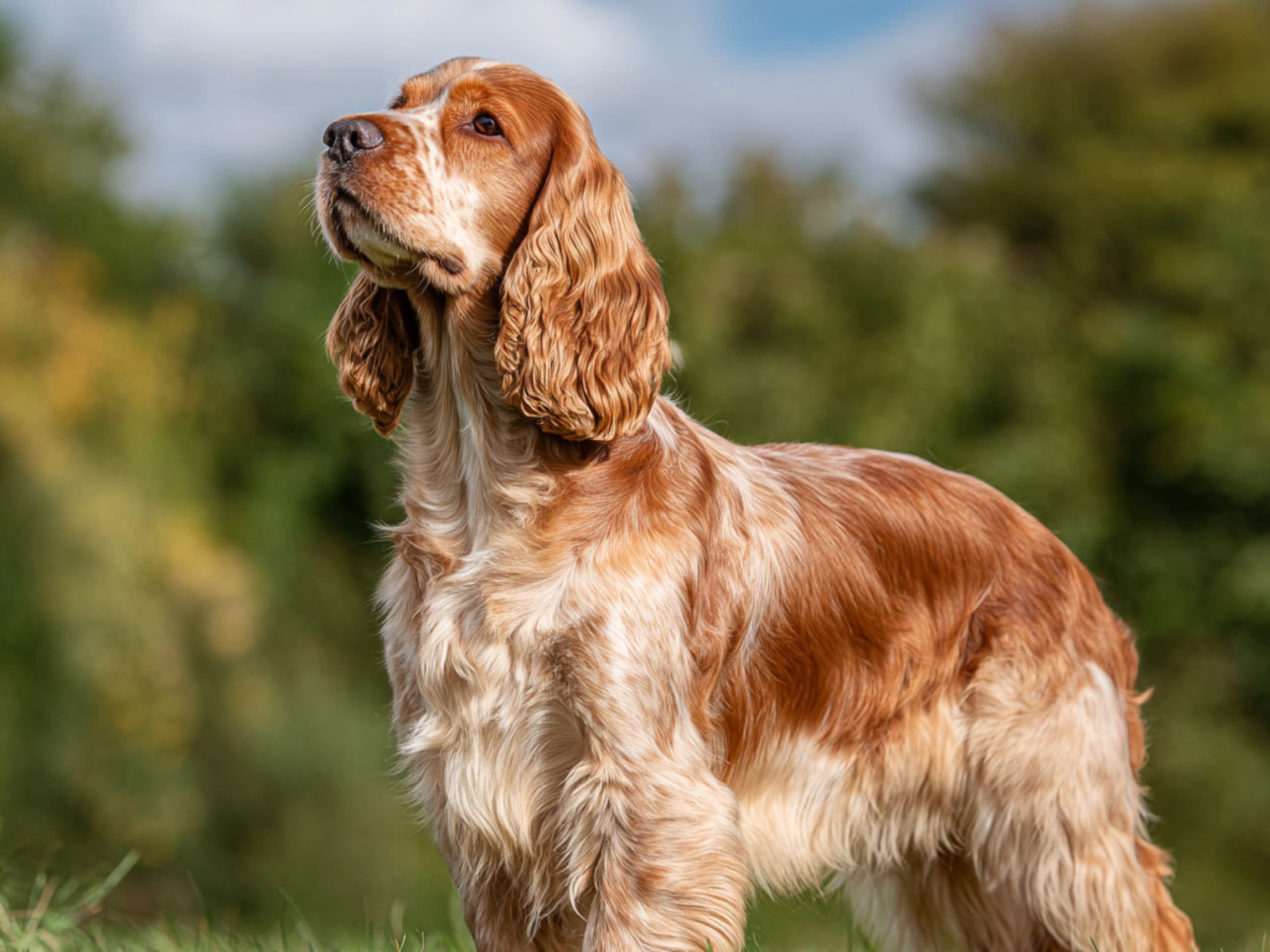 Cocker Spaniel