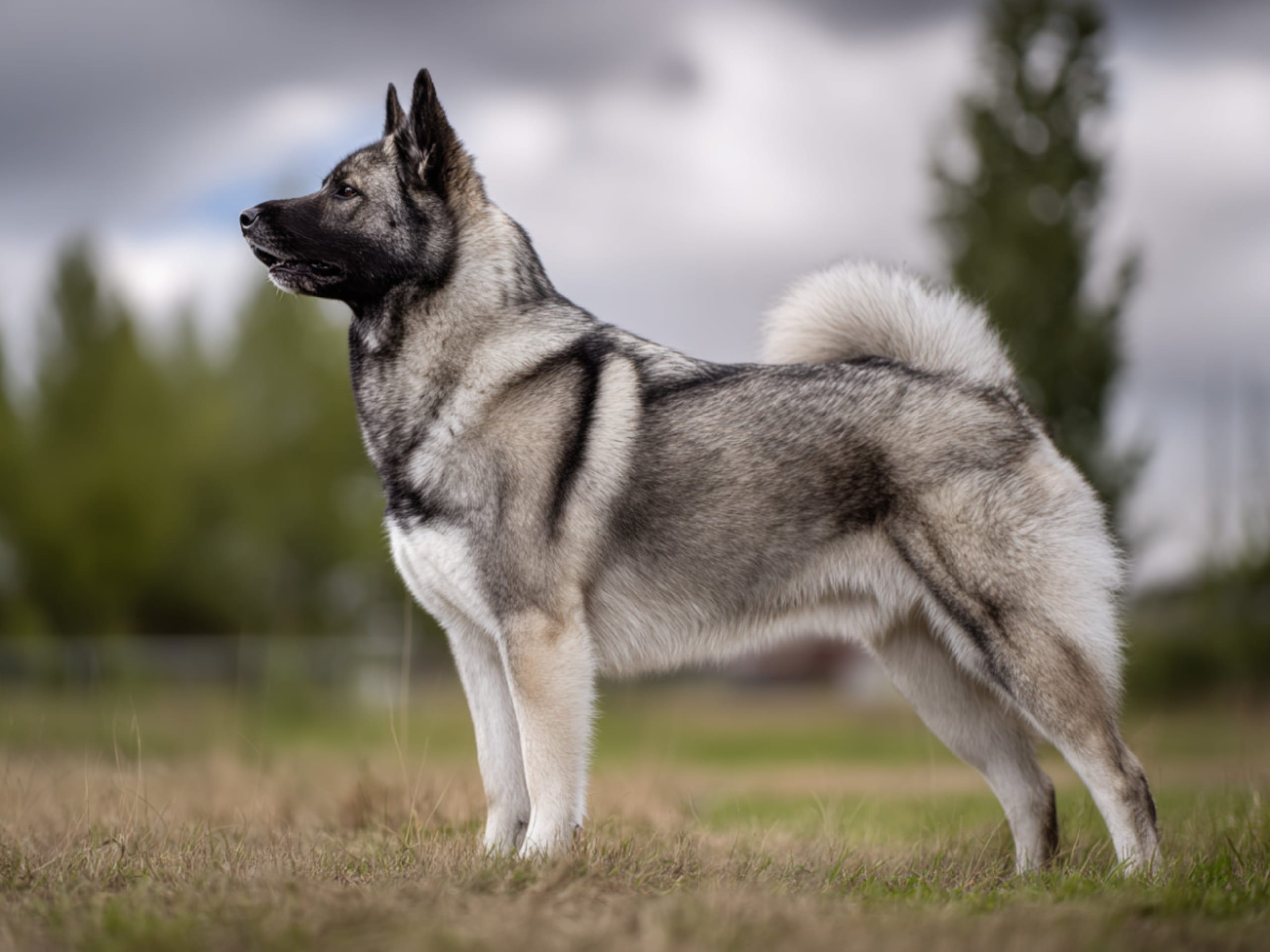 Norwegian Elkhound (Grey)