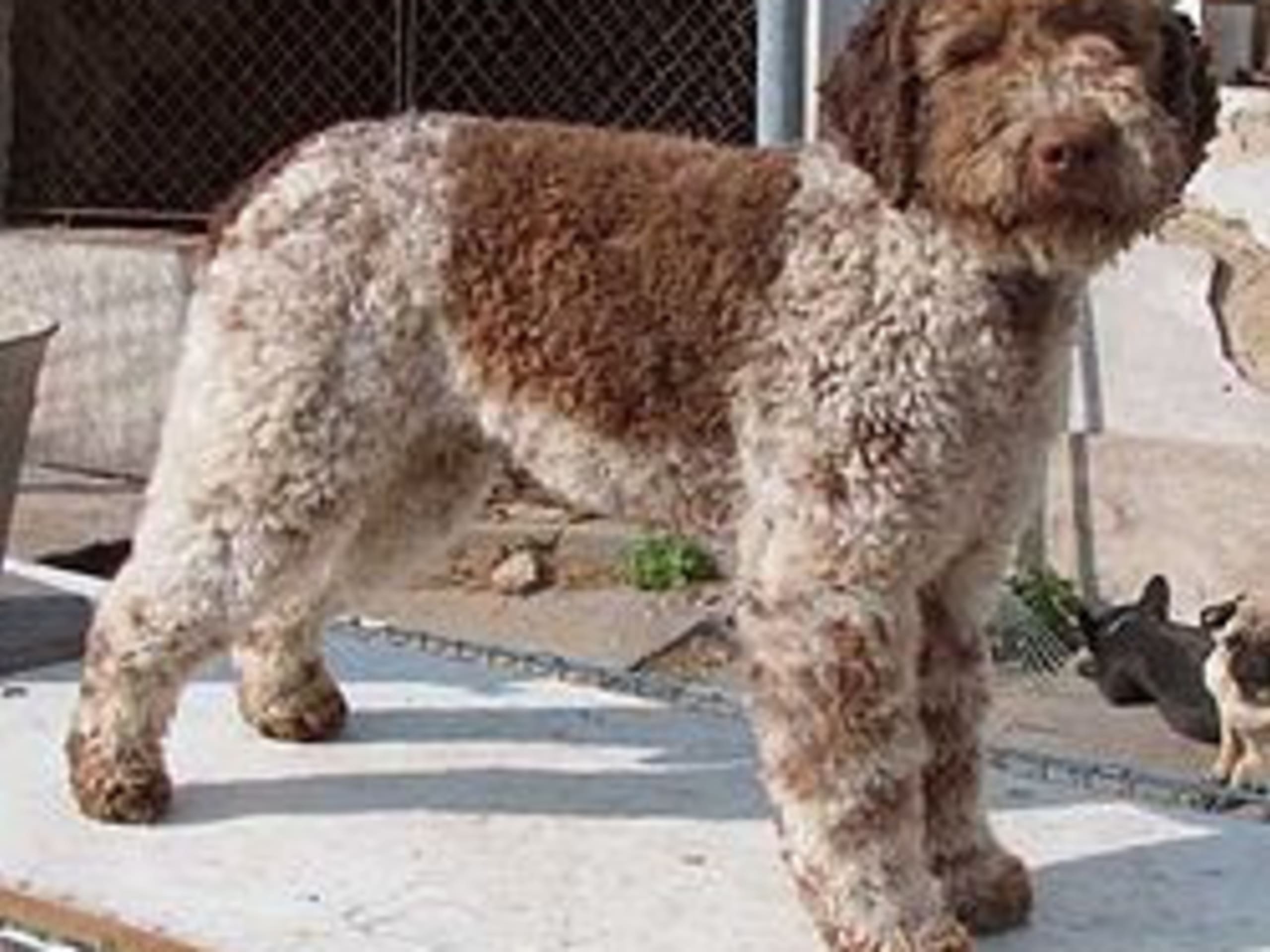 Lagotto Romagnolo