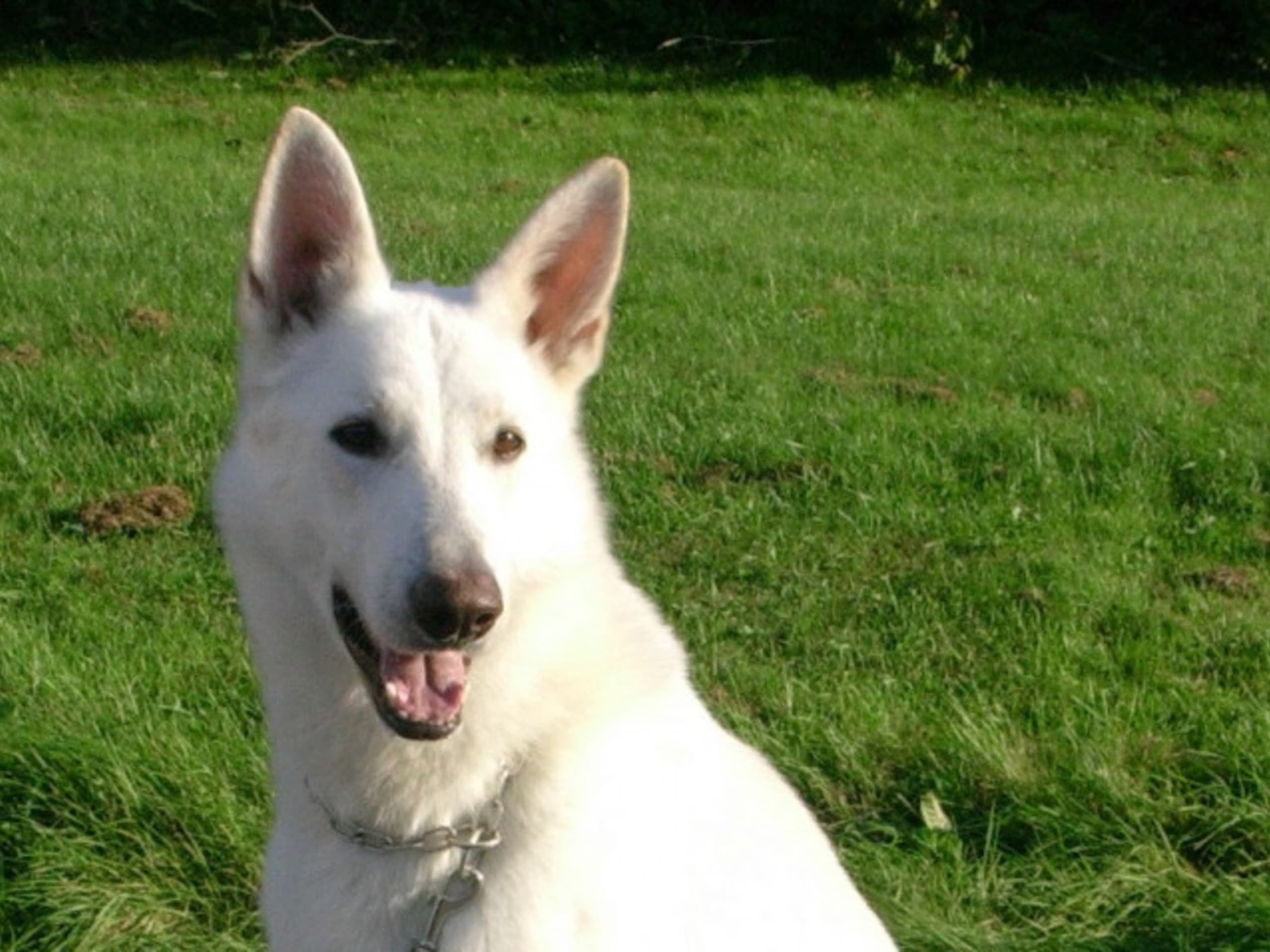 White Swiss Shepherd Dog