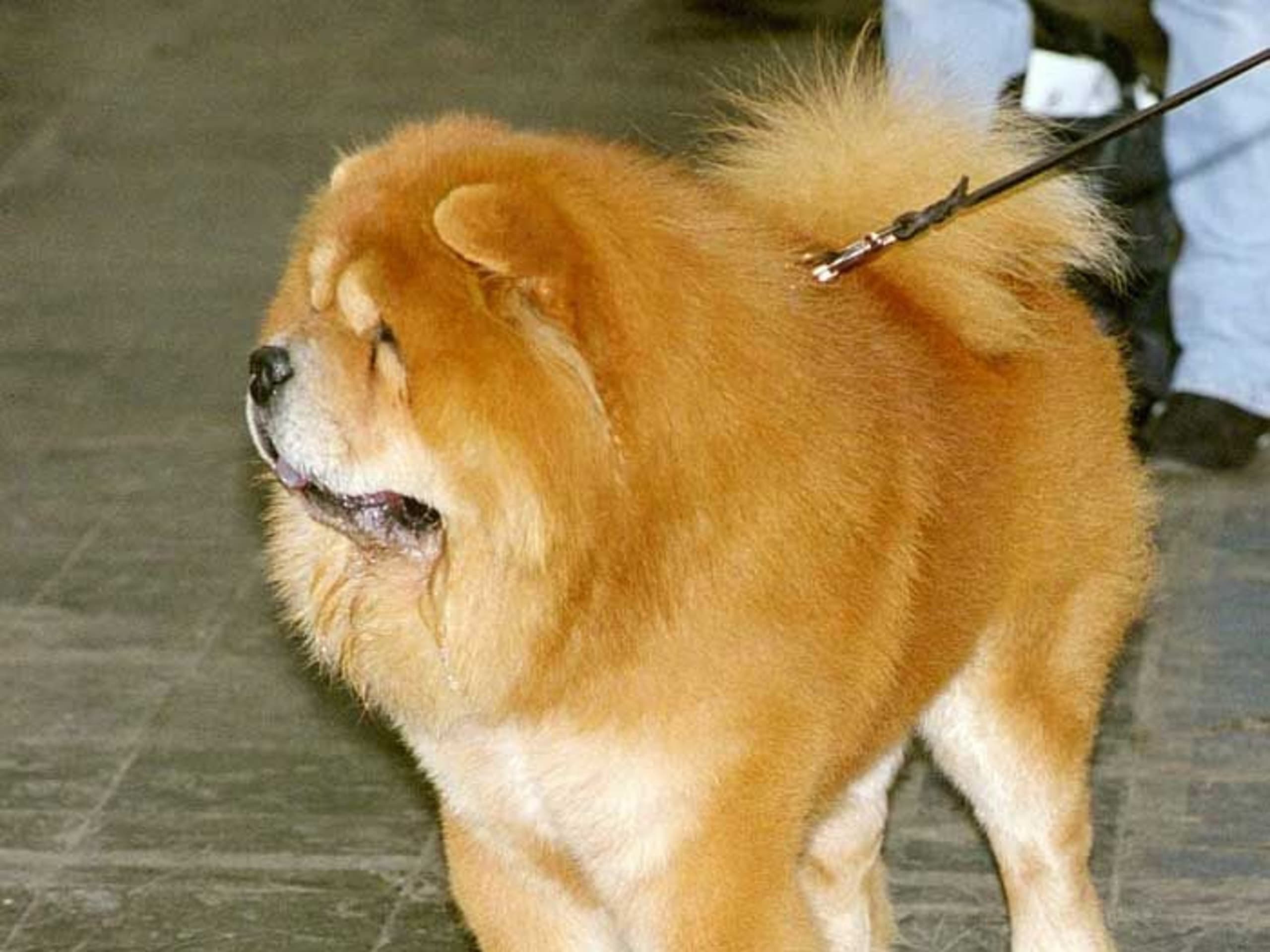Chow Chow