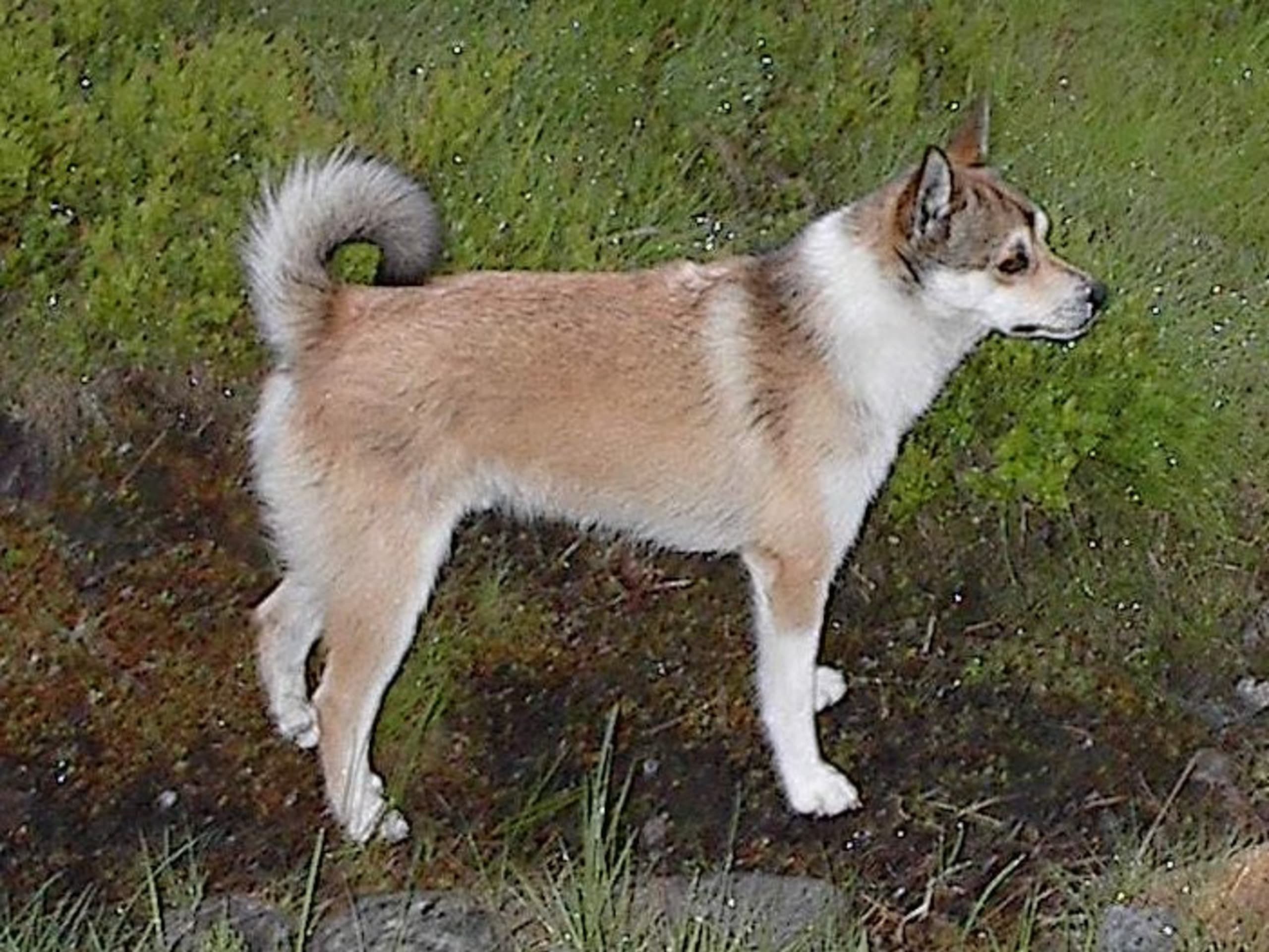 Norwegian Lundehund
