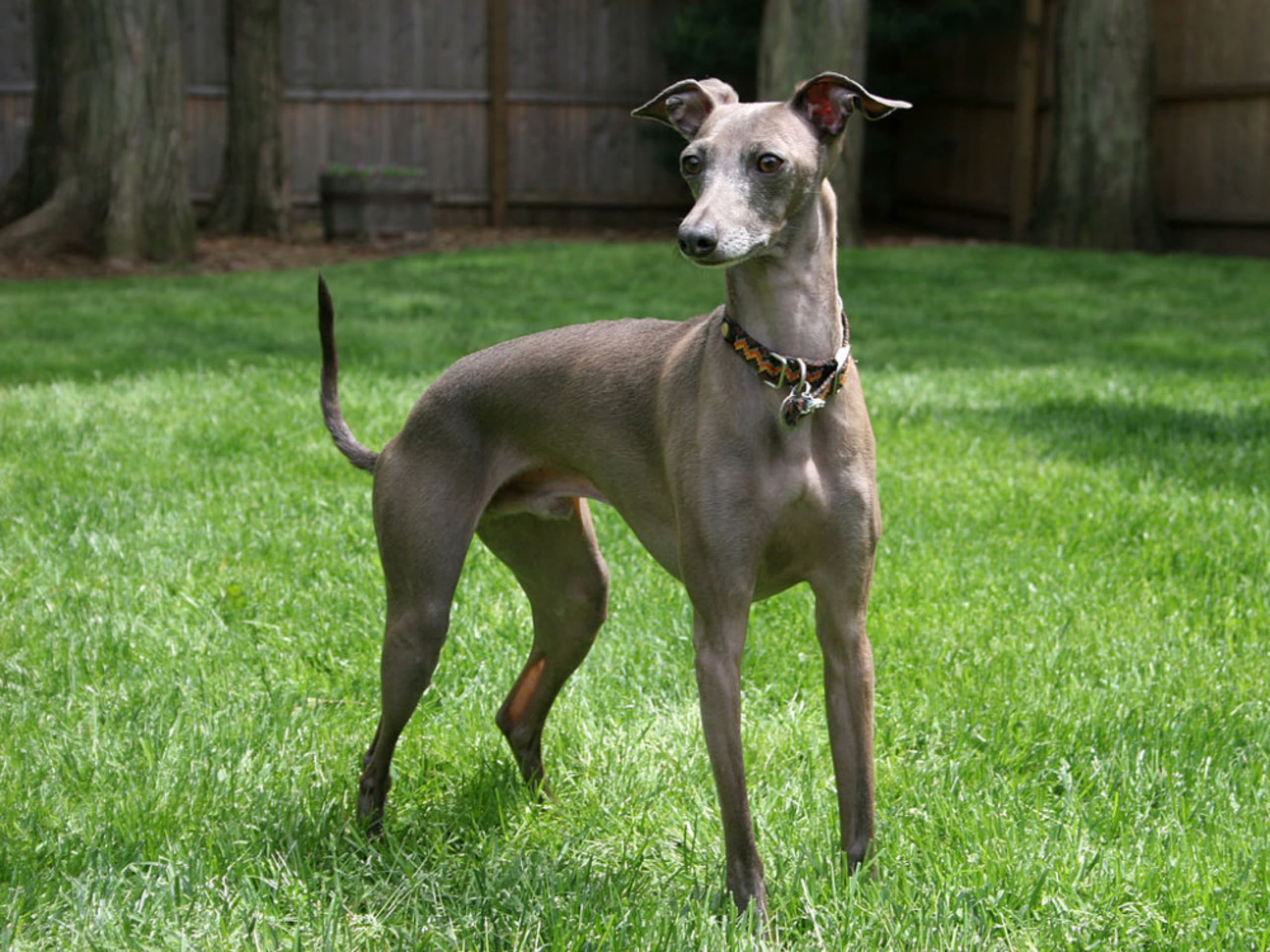 Italian Greyhound