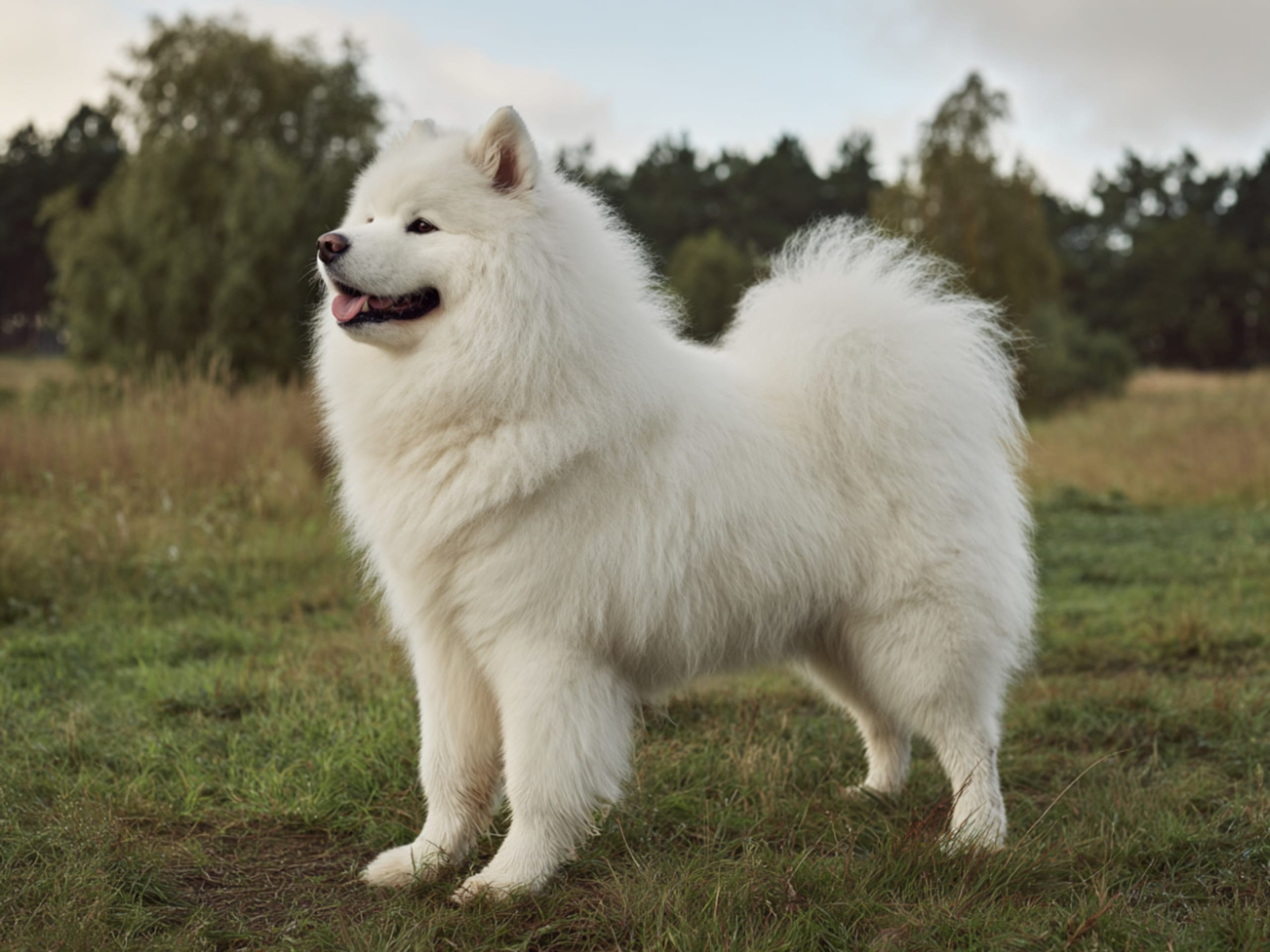 Samoyed