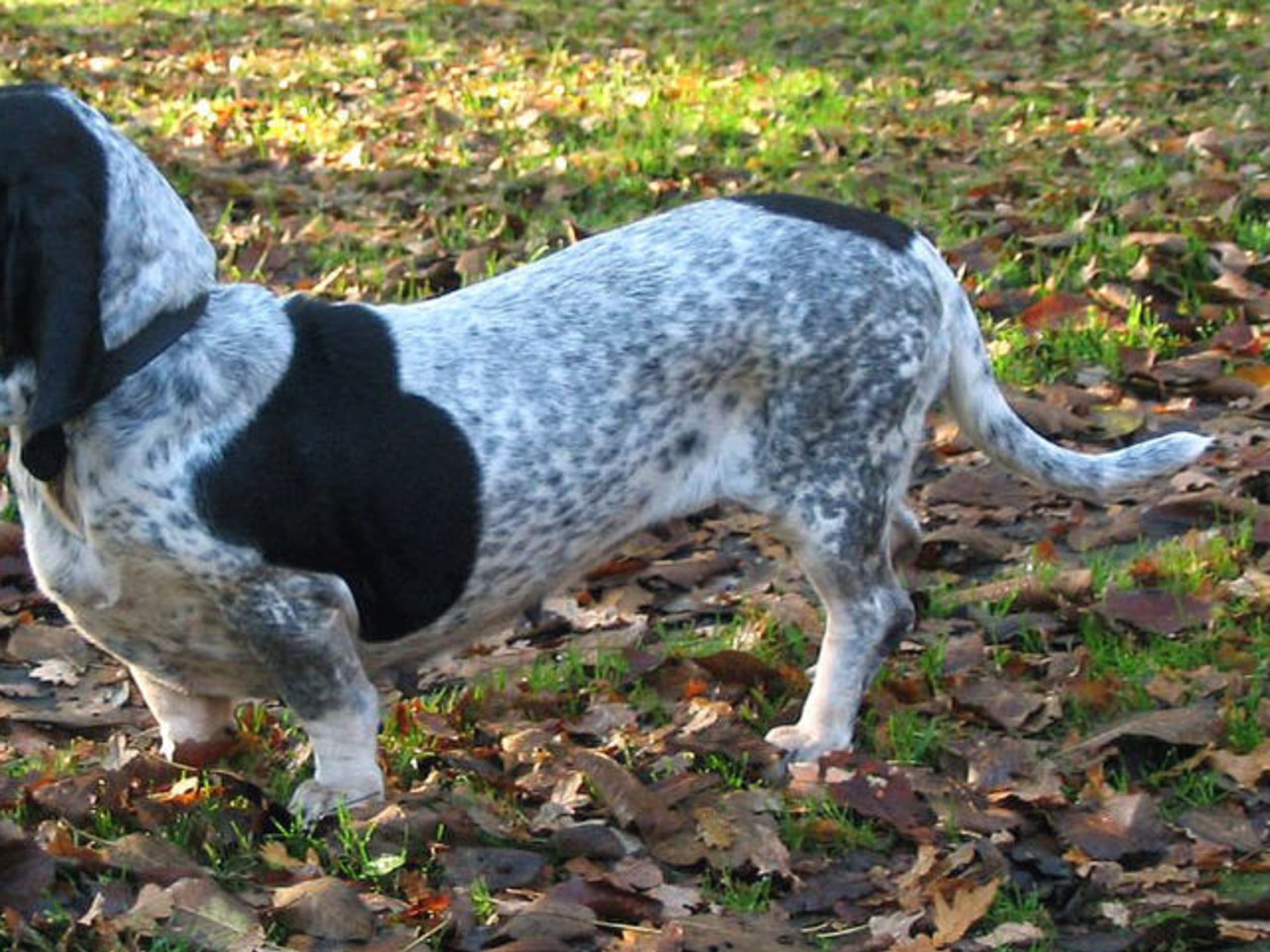 Basset Bleu de Gascogne