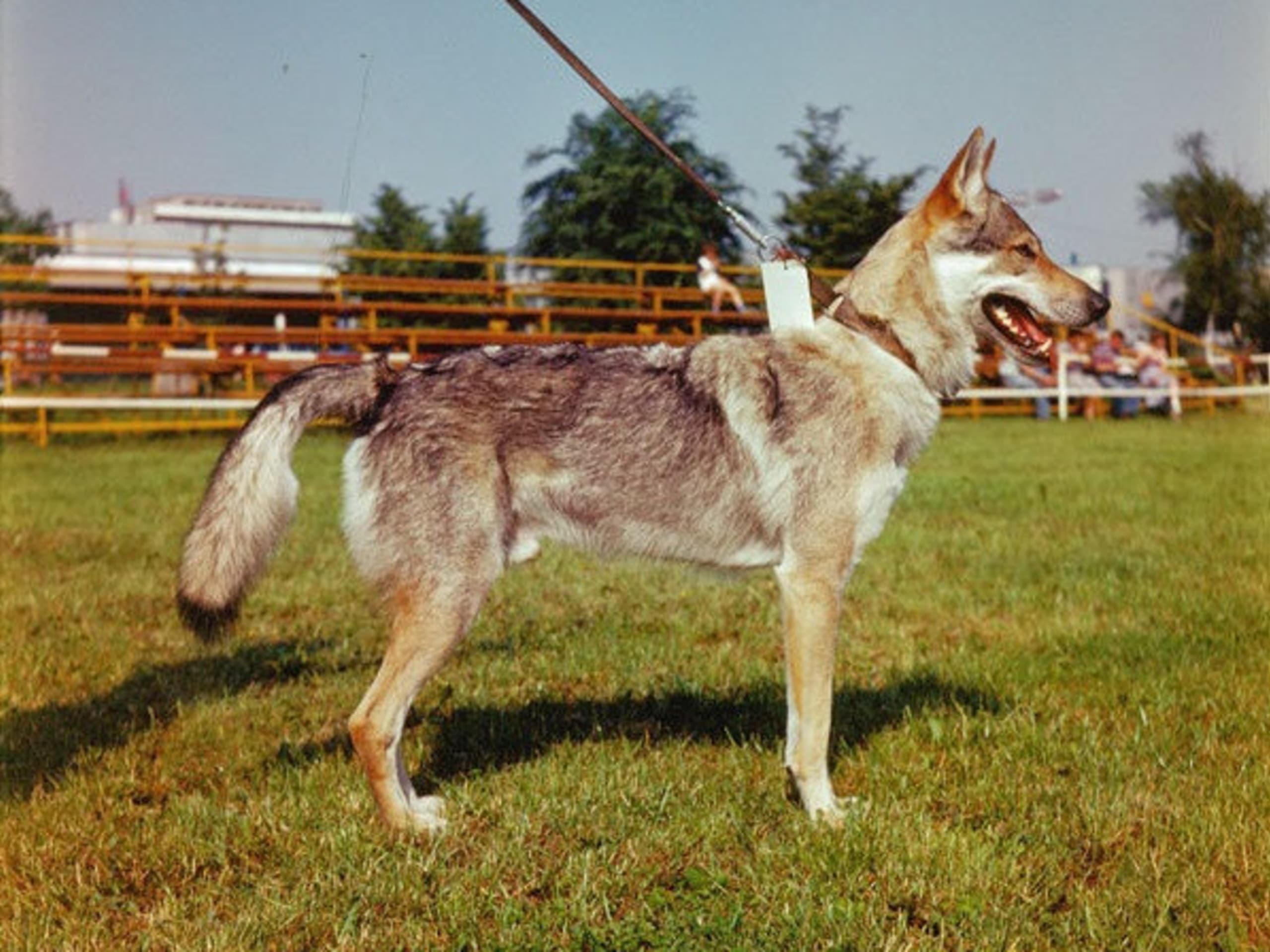 Czechoslovakian Wolfdog
