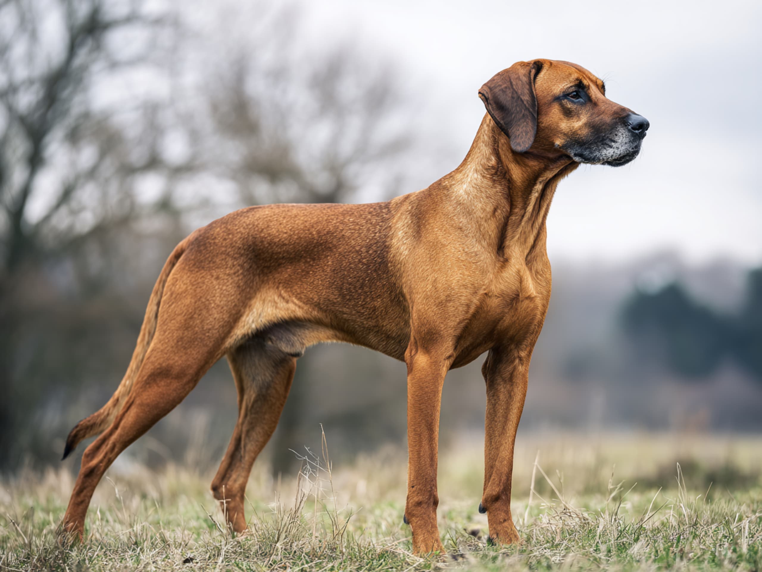 Bavarian Mountain Hound