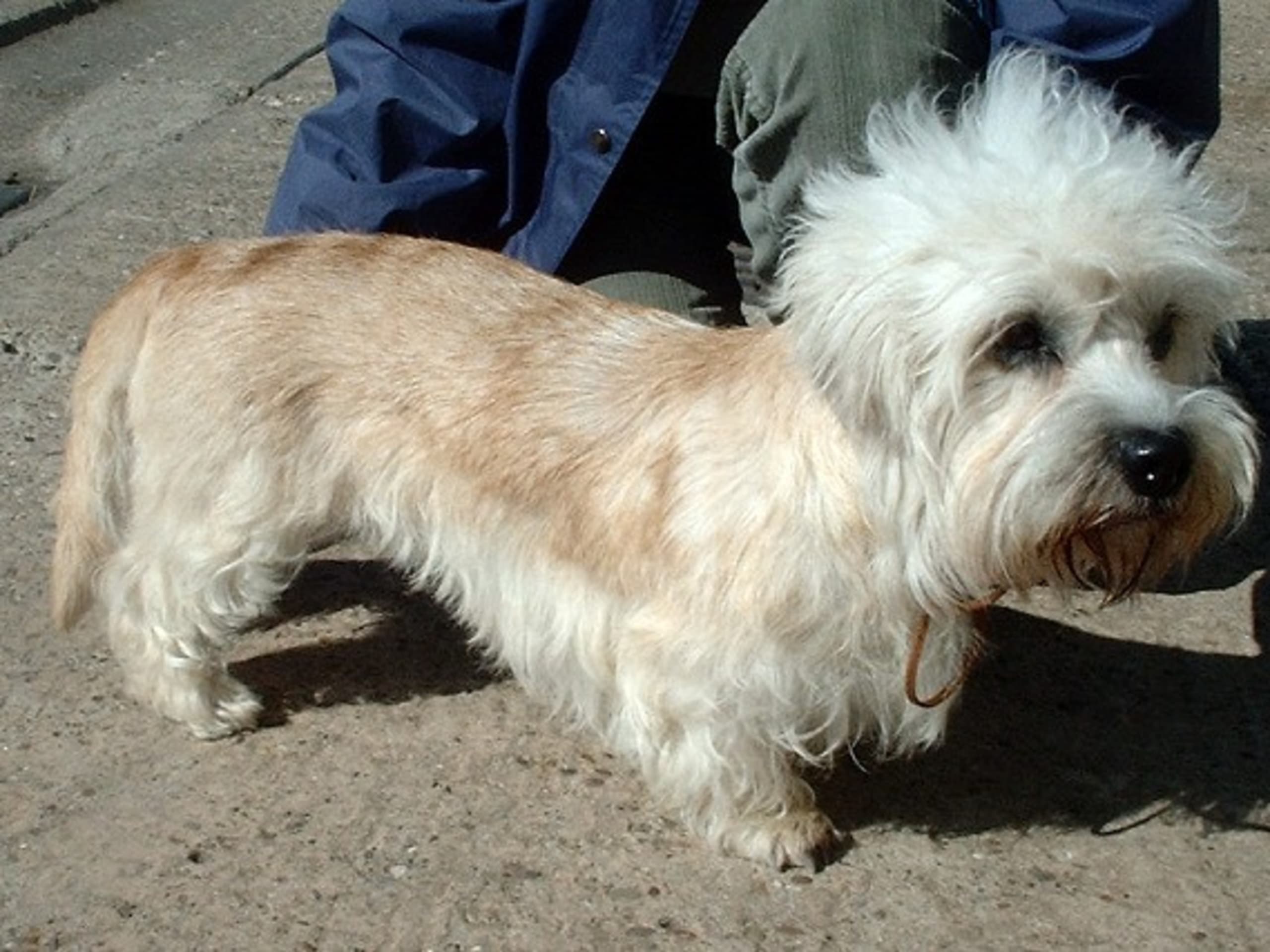 Dandie Dinmont Terrier