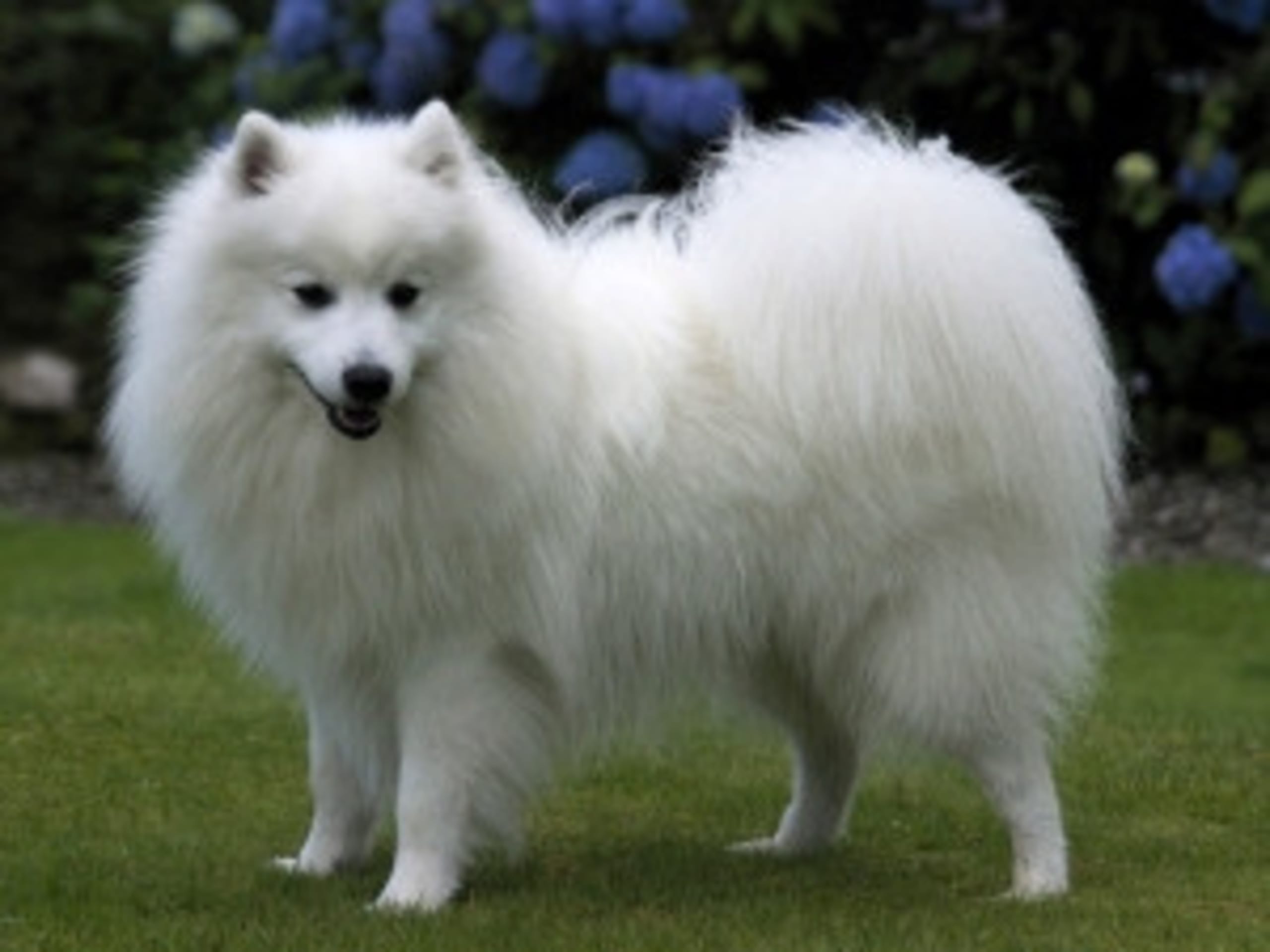 Japanese Spitz