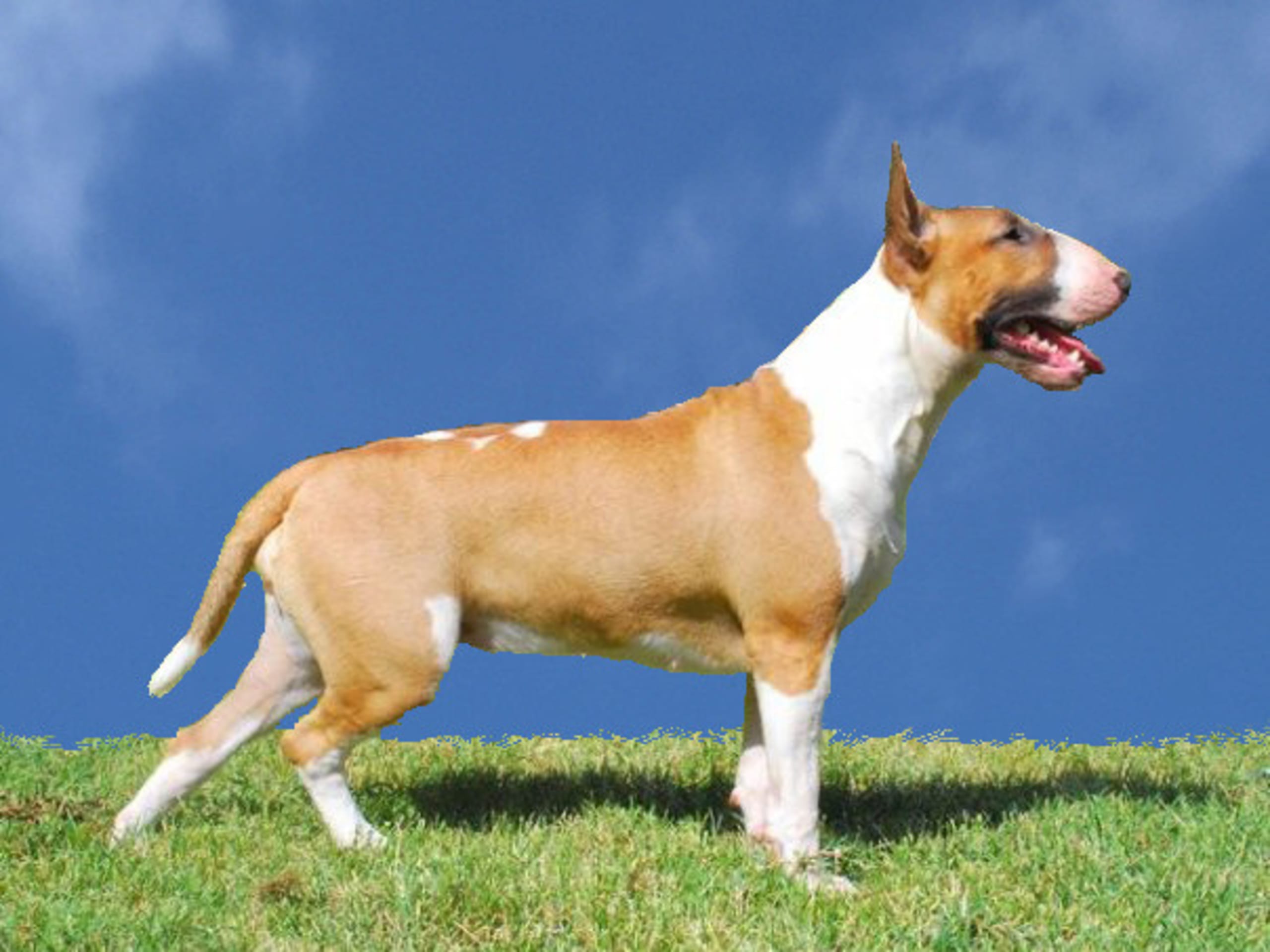 Bull Terrier