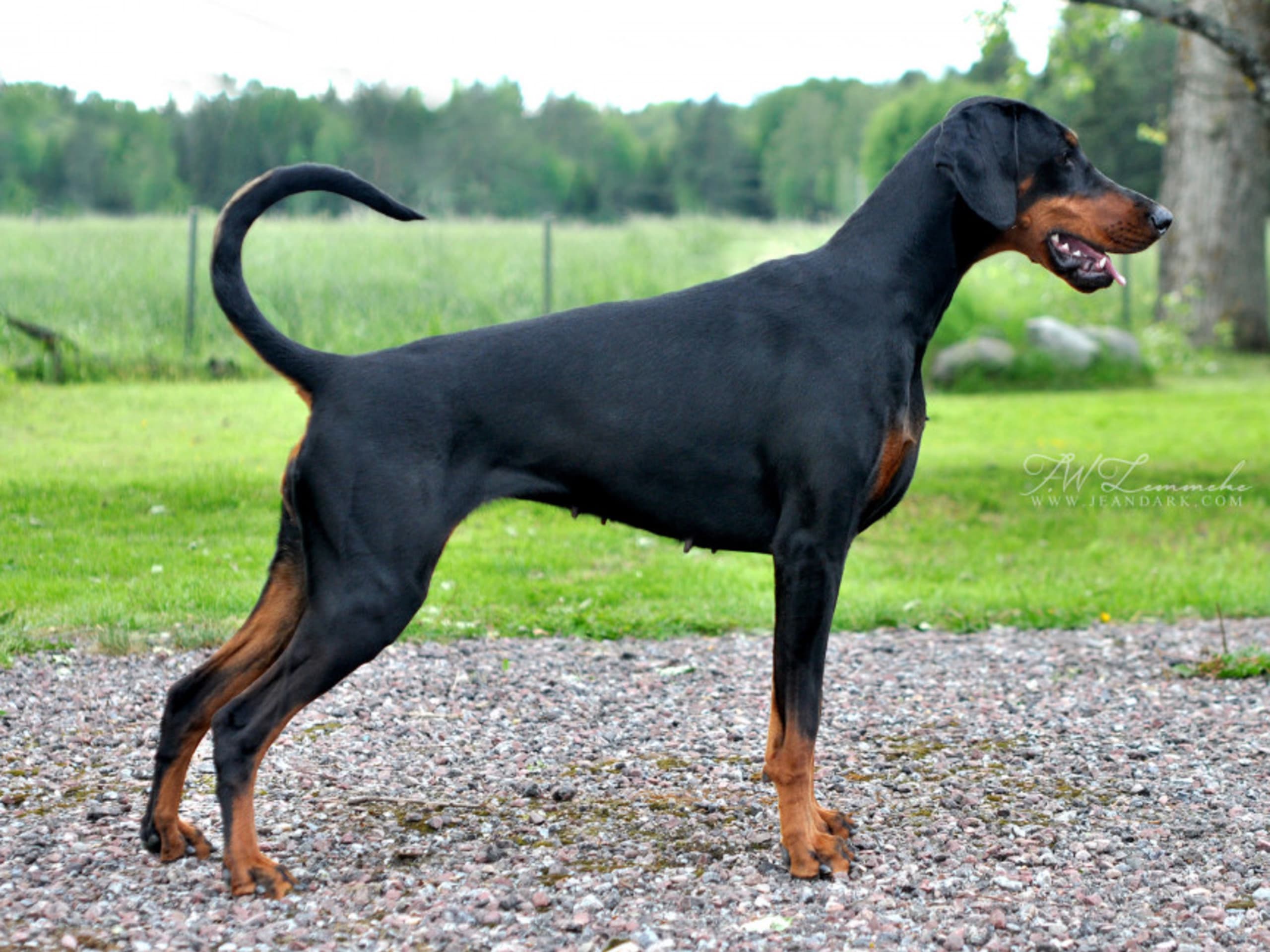 Dobermann