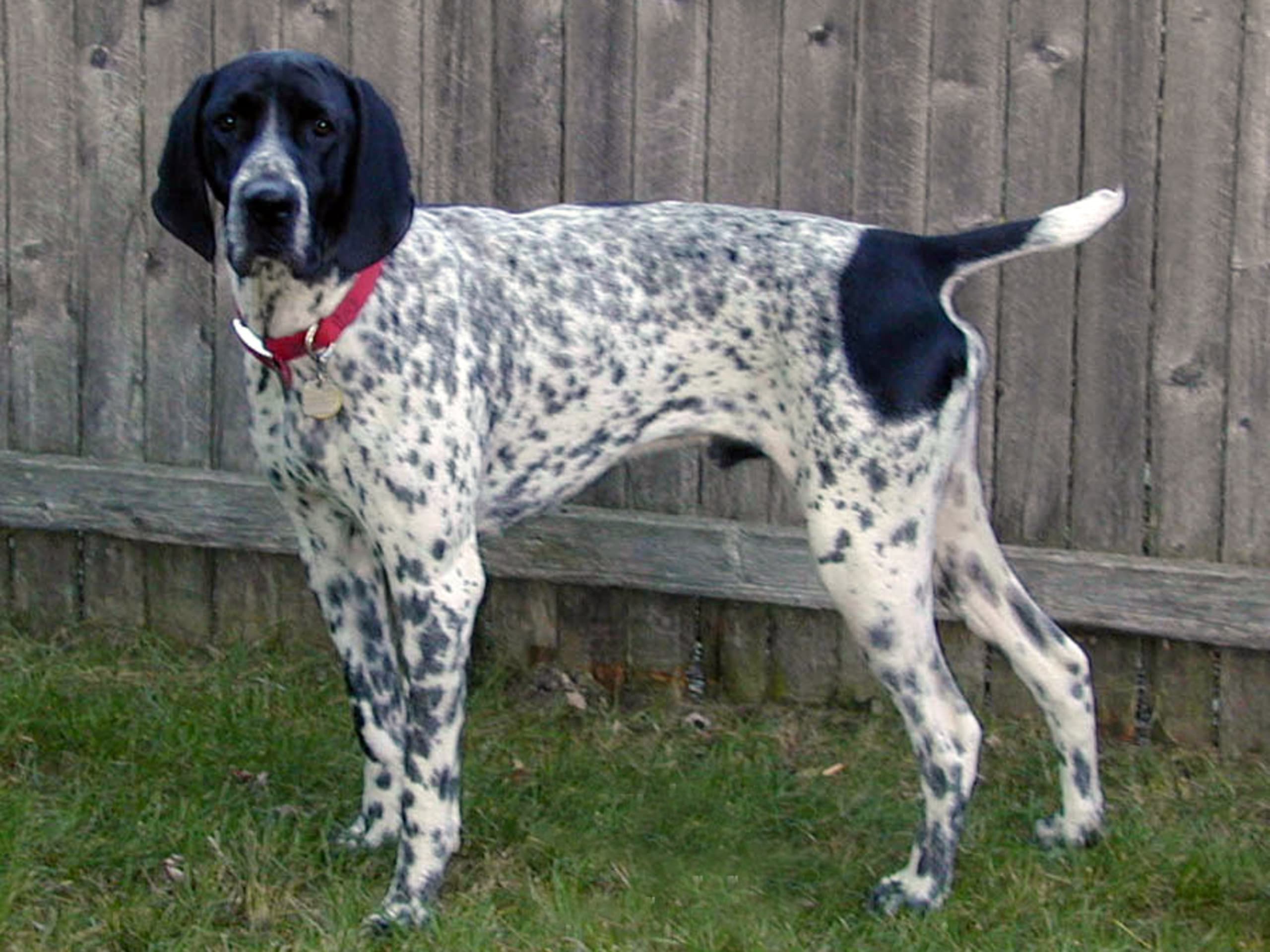 Auvergne Pointer (Braque d'Auvergne)