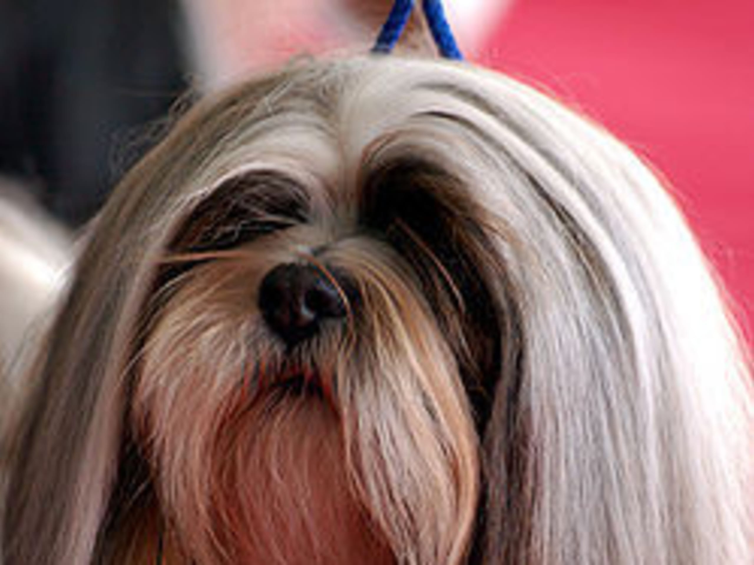 Lhasa Apso