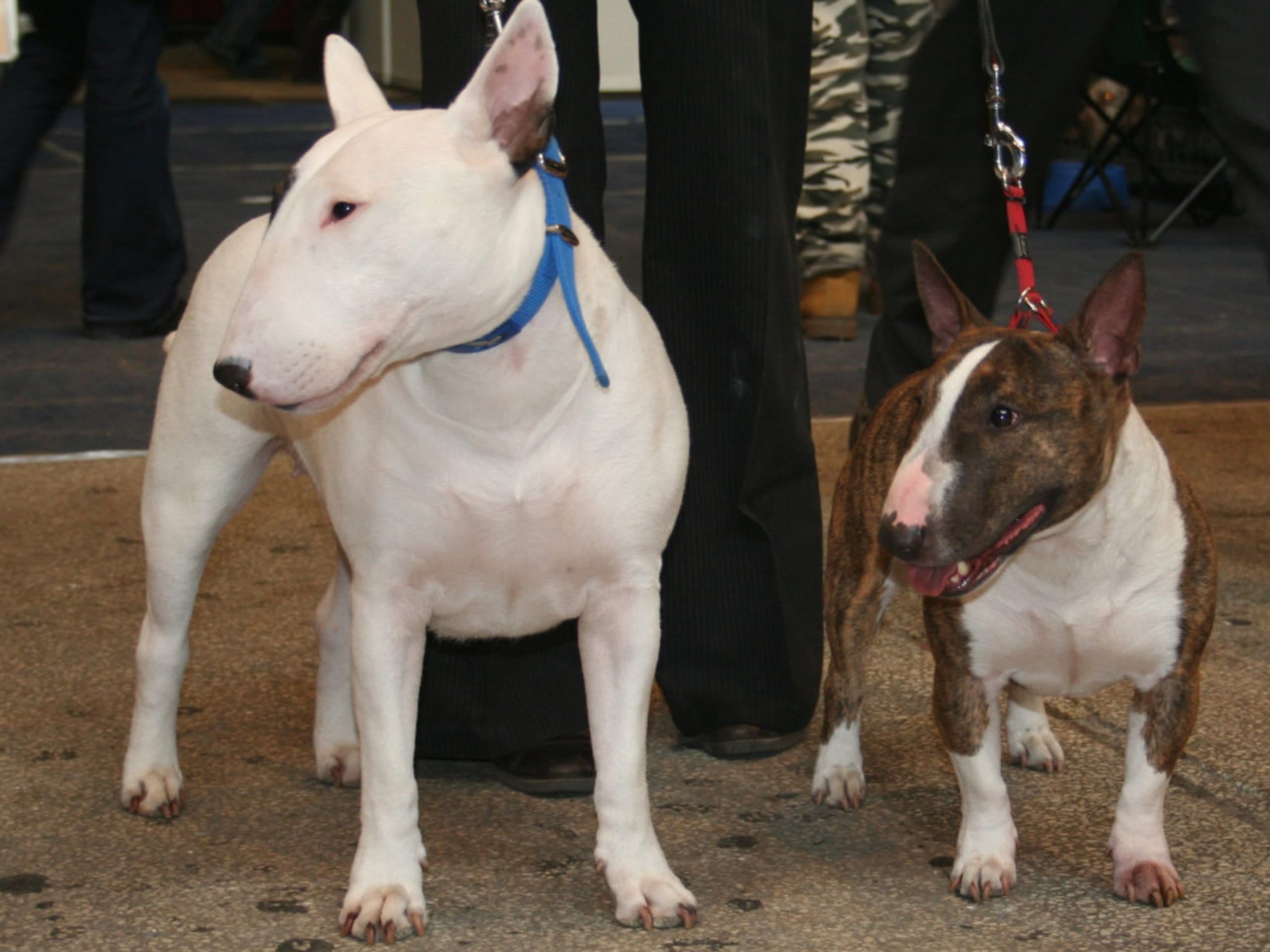 Miniature Bull Terrier