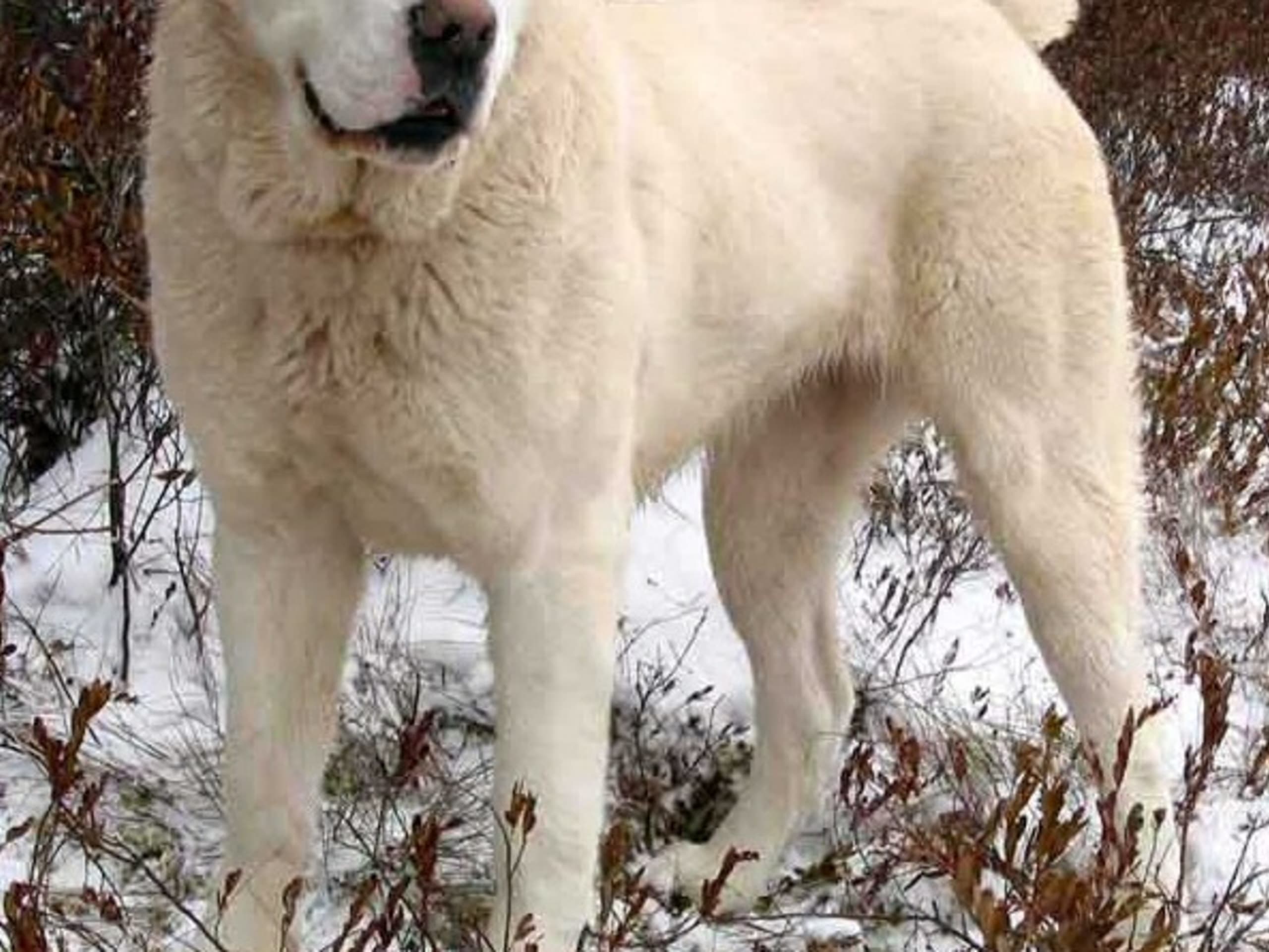 Central Asian Shepherd Dog