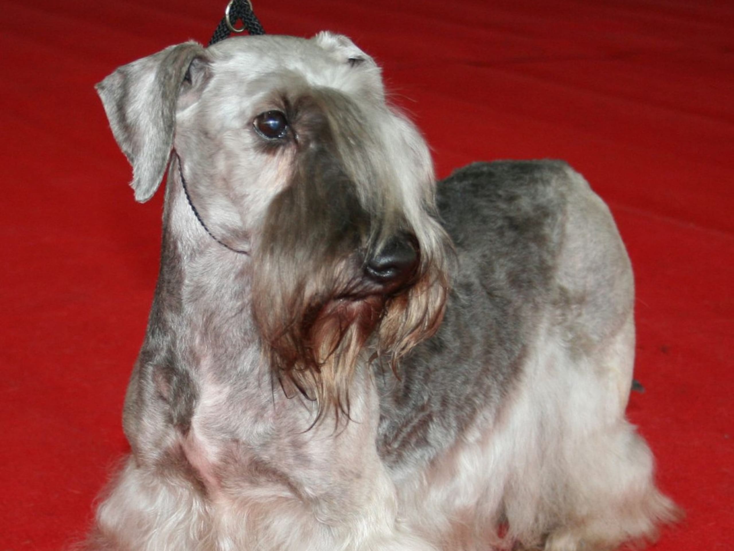 Cesky Terrier