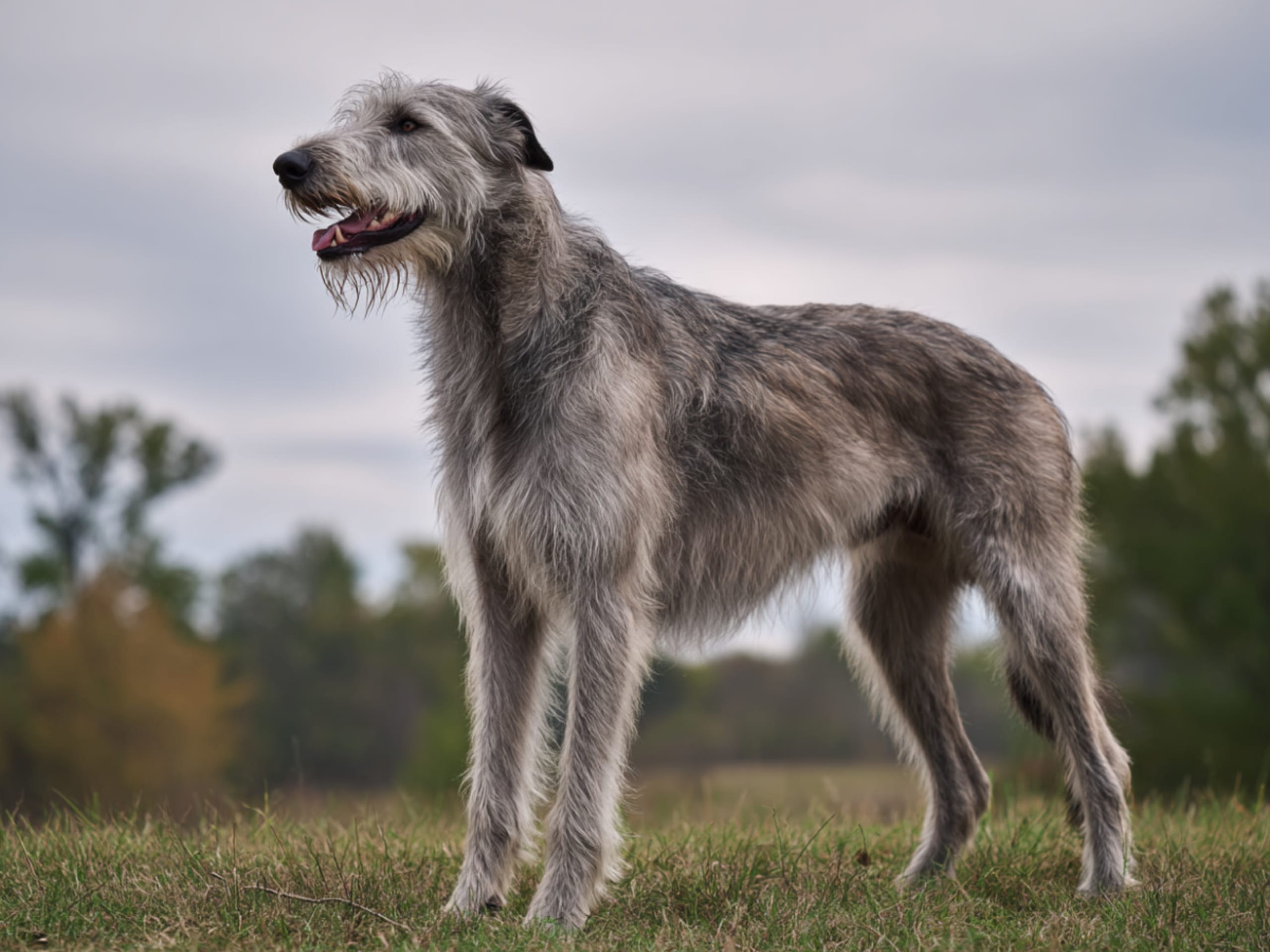 Irish Wolfhound