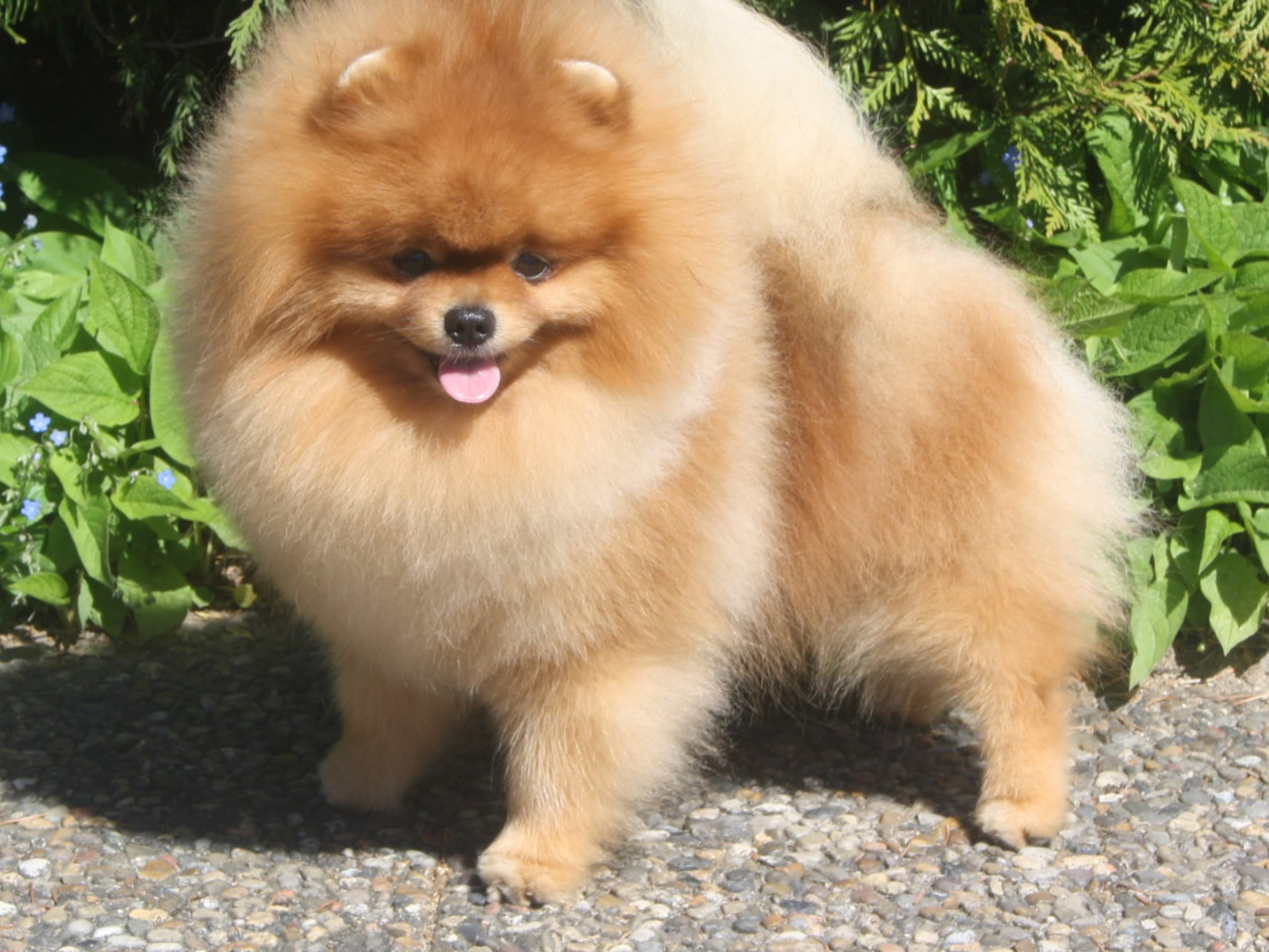 Pomeranian