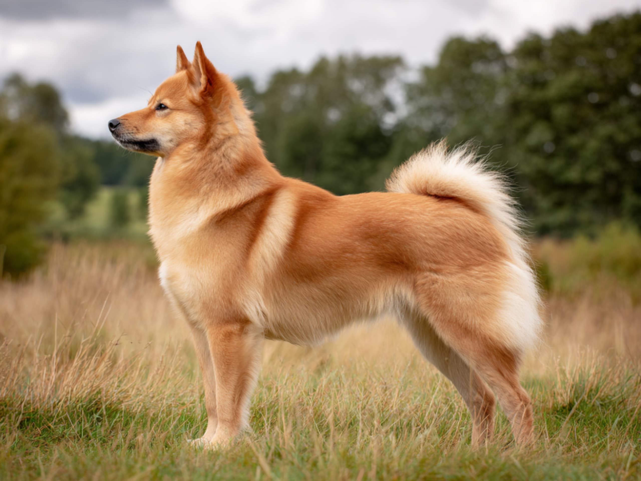 Finnish Spitz