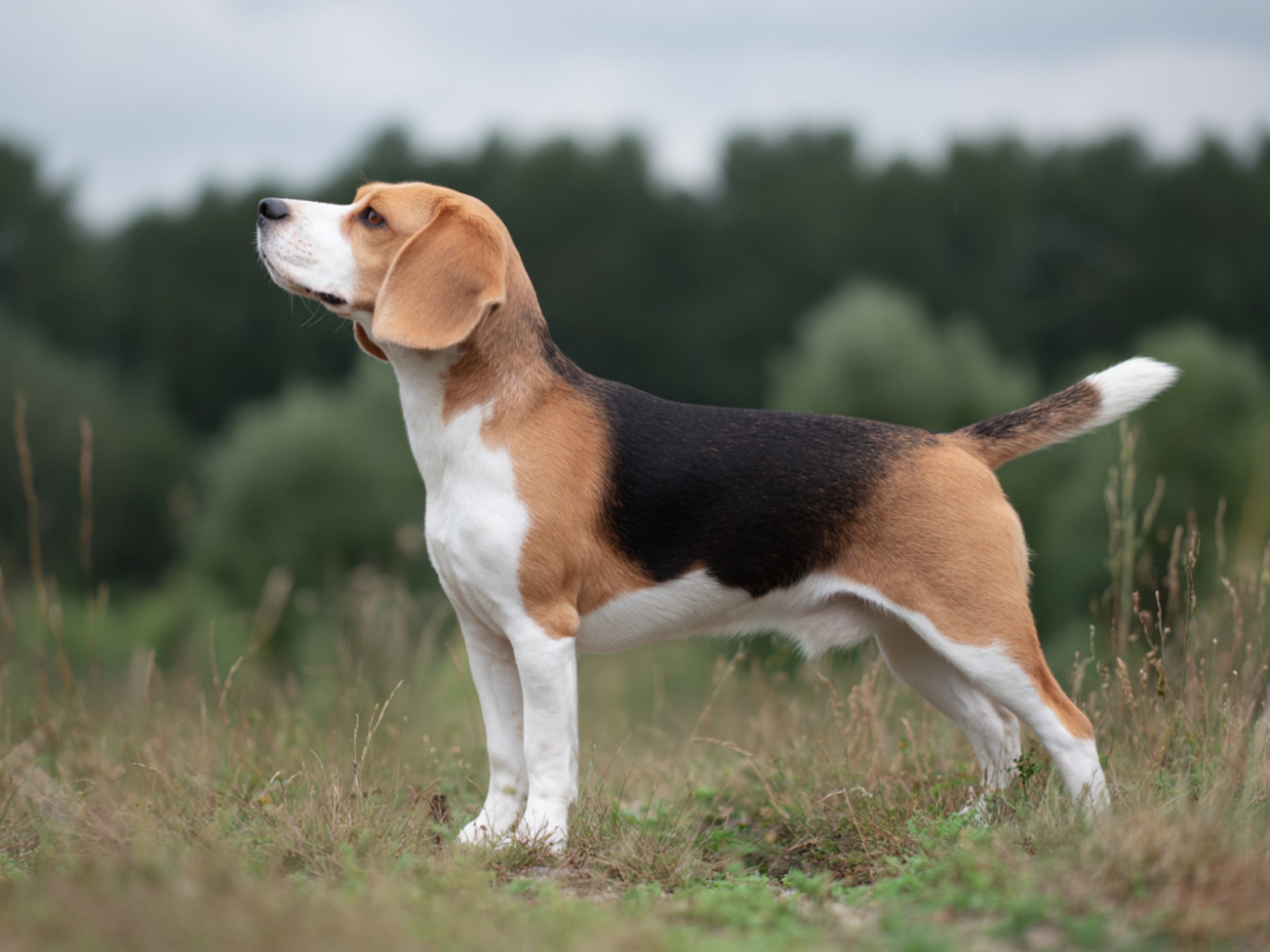 Beagle