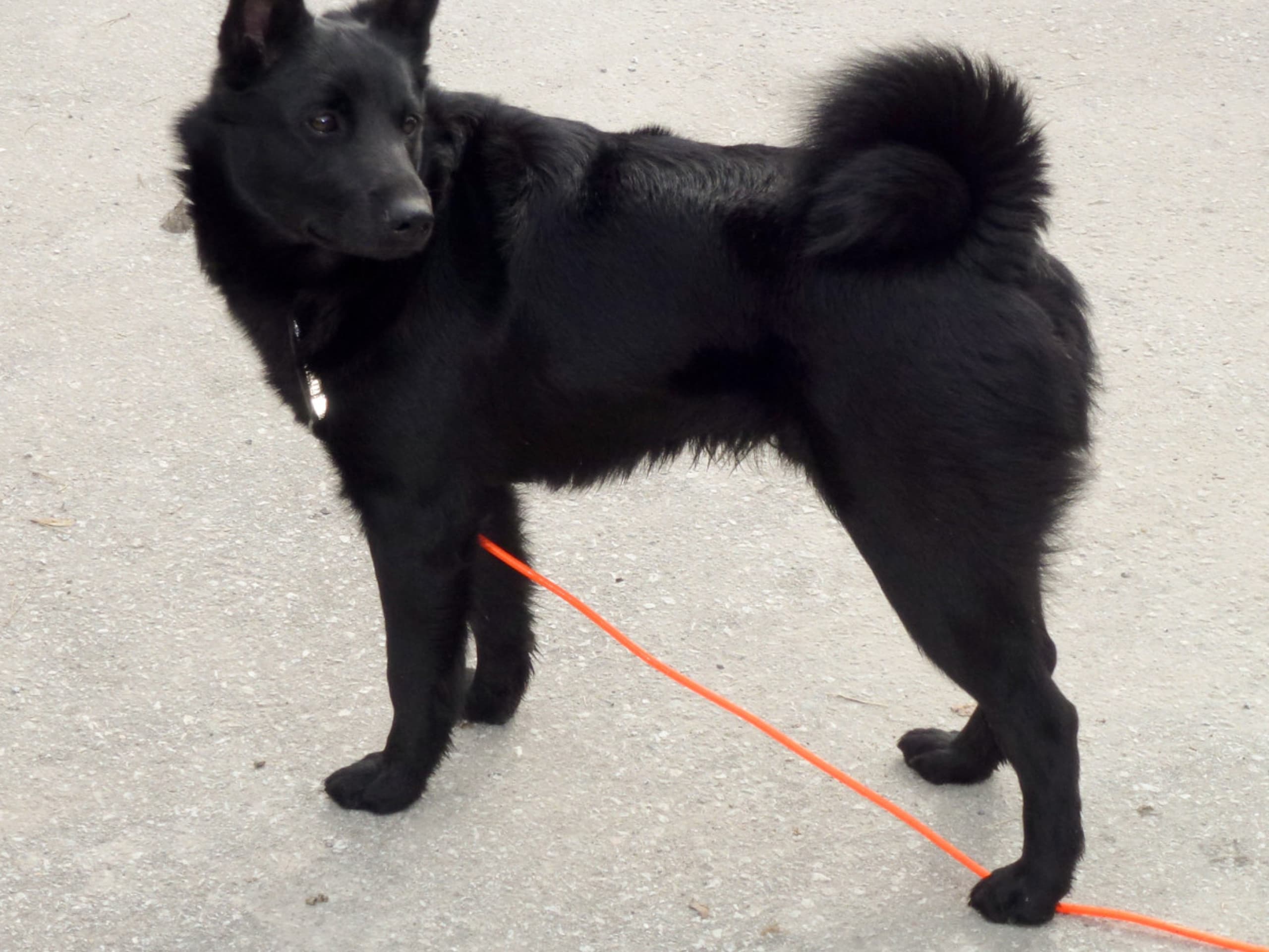 Norwegian Elkhound, Black