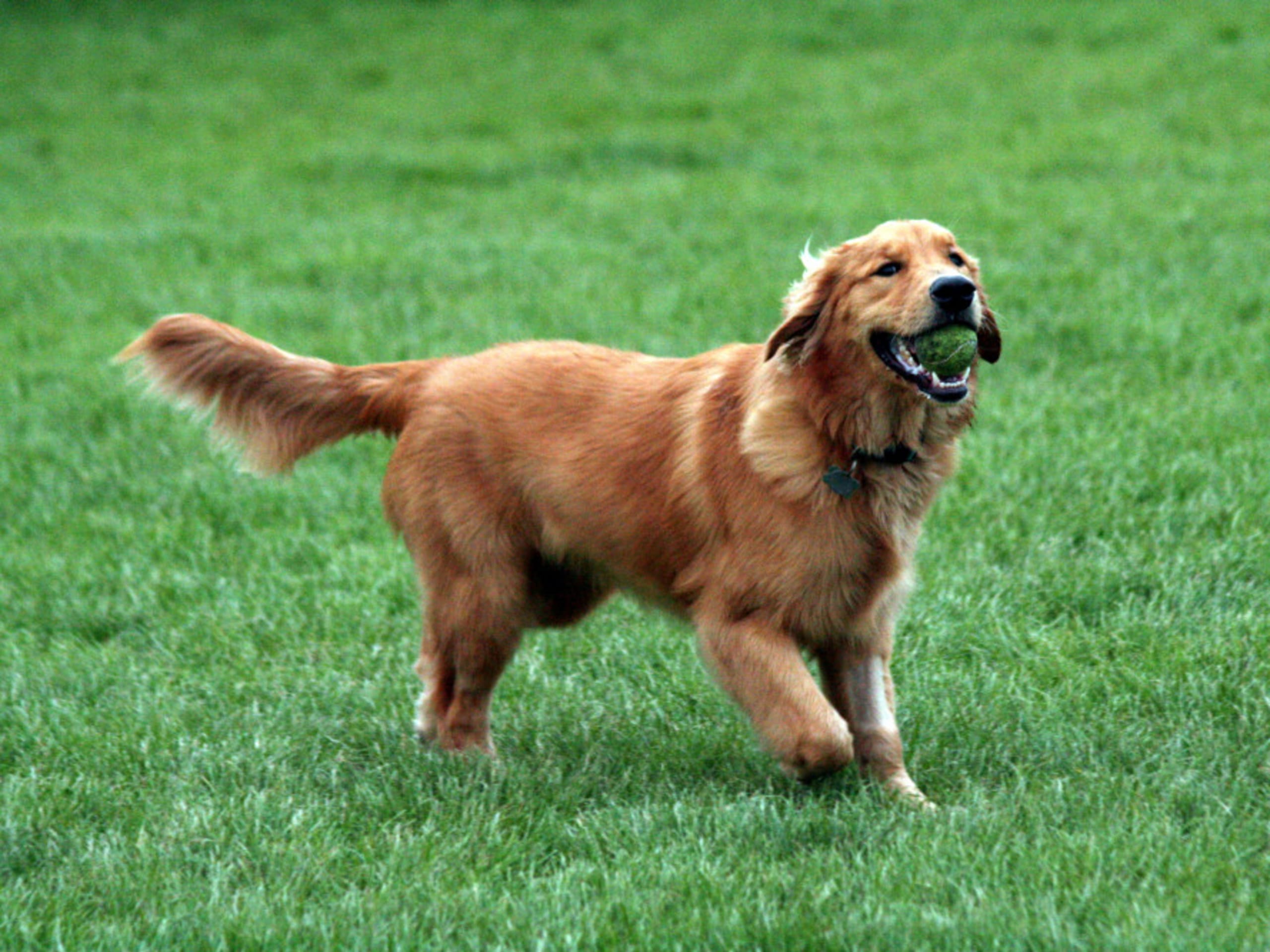 Golden Retriever