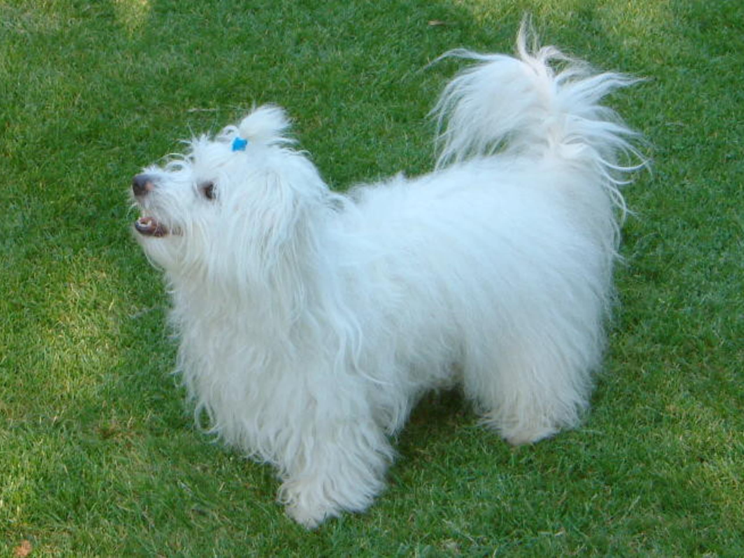 Coton de Tulear