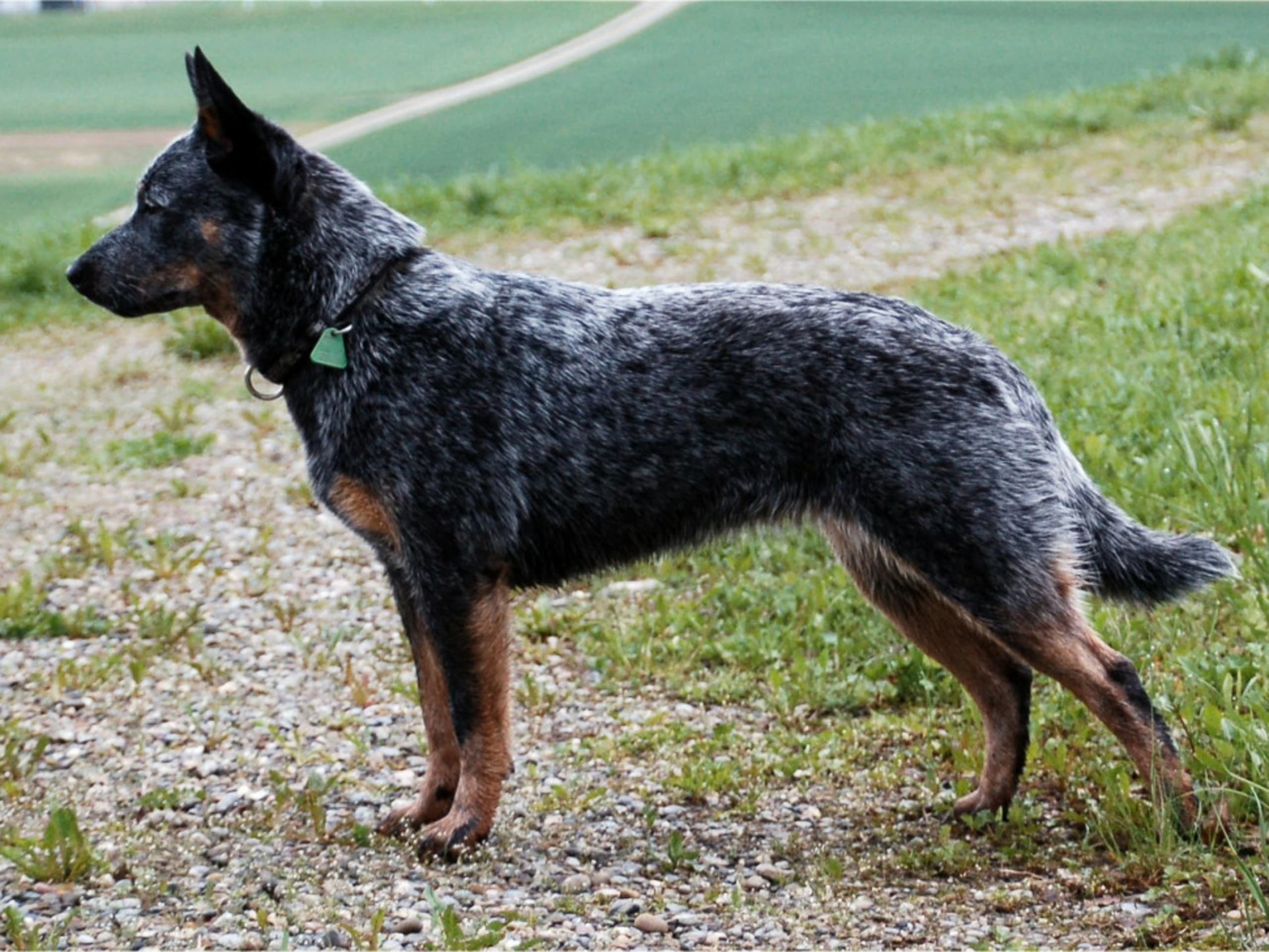 Australian Cattle Dog