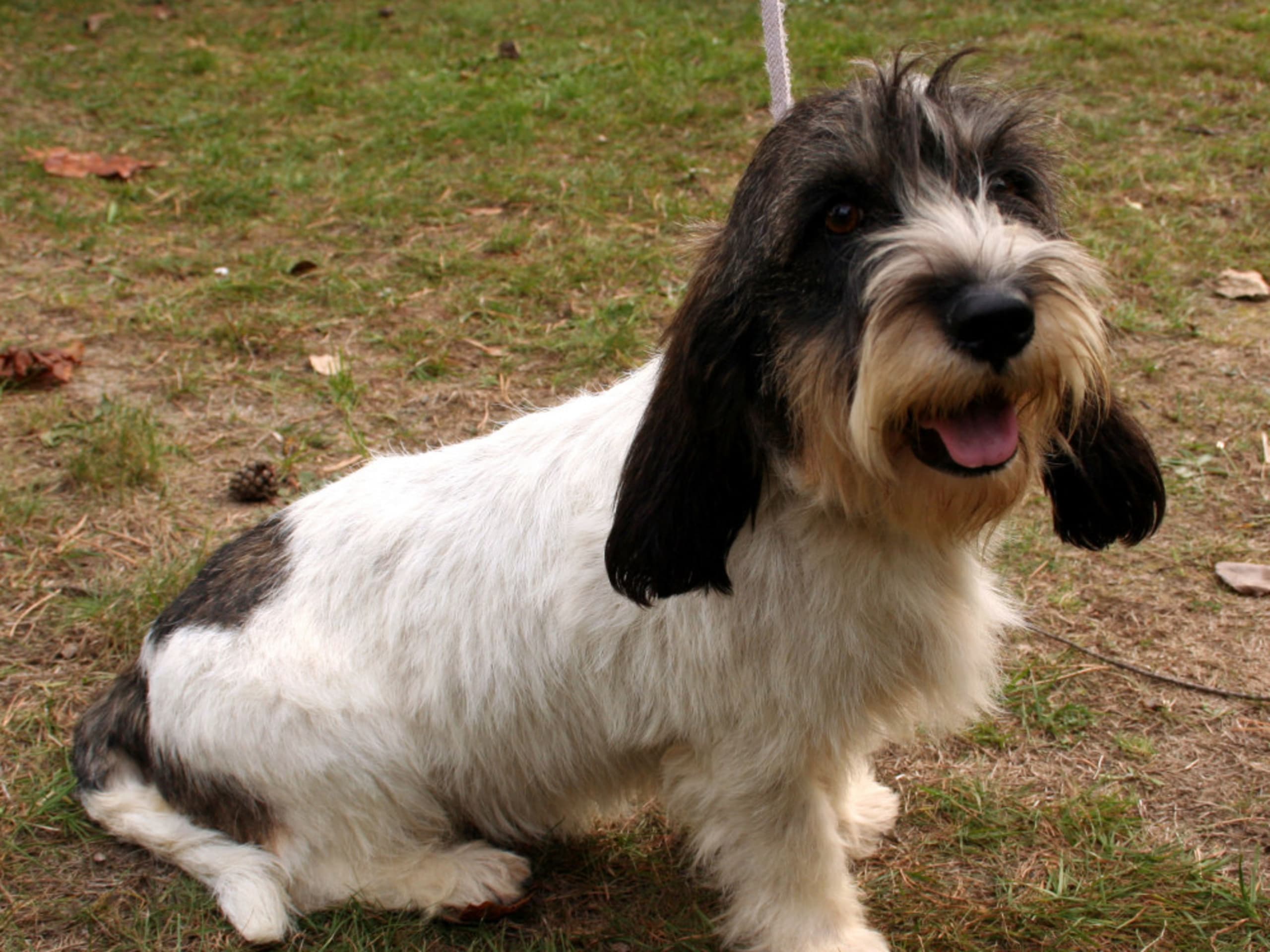 Petit Basset Griffon Vendéen