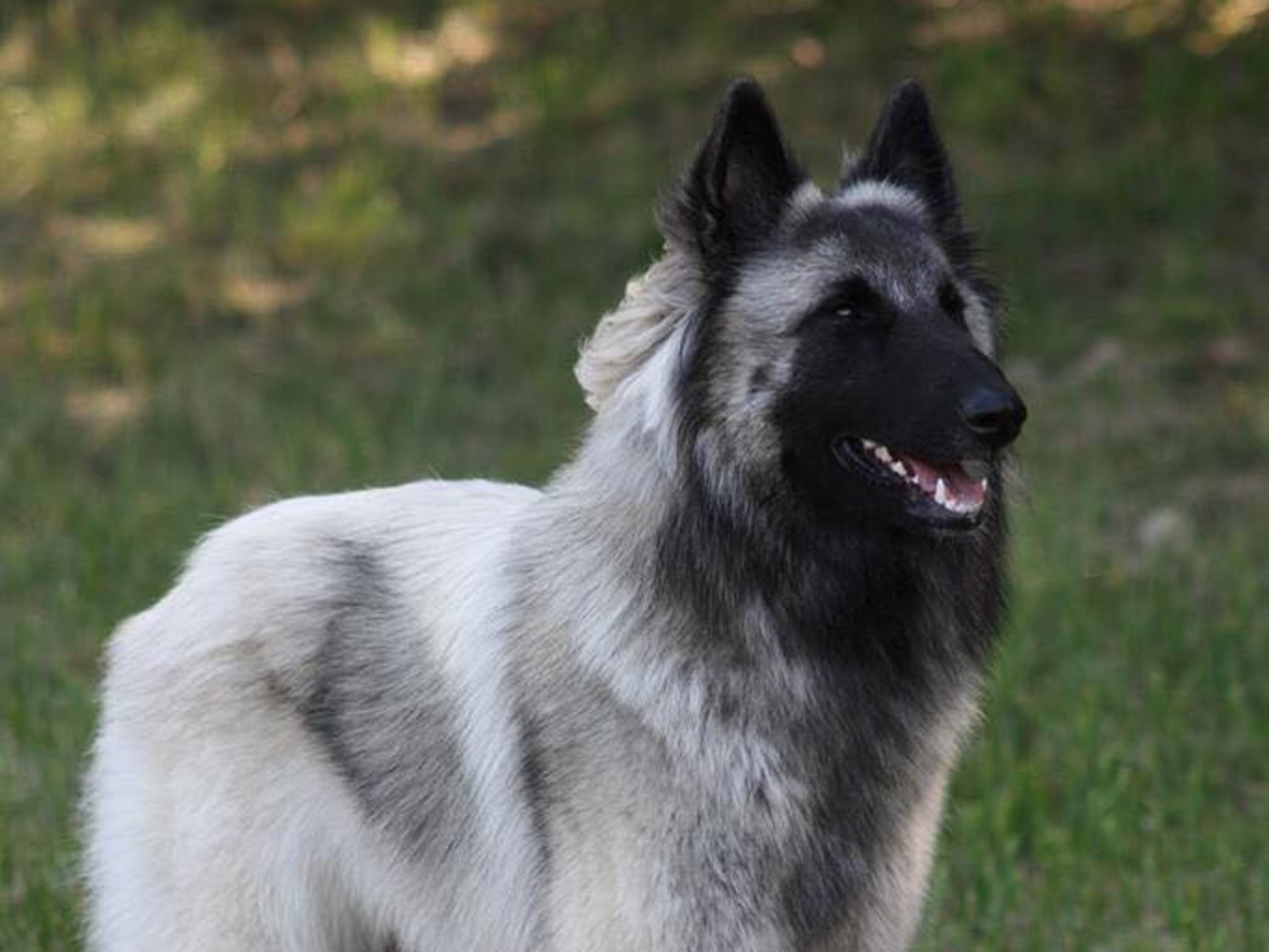Belgian Shepherd Tervuren