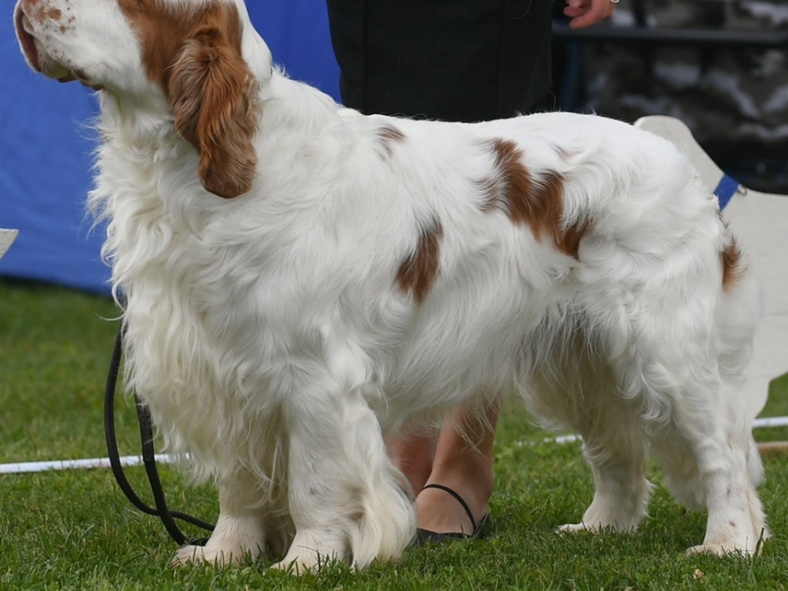 Clumber Spaniel