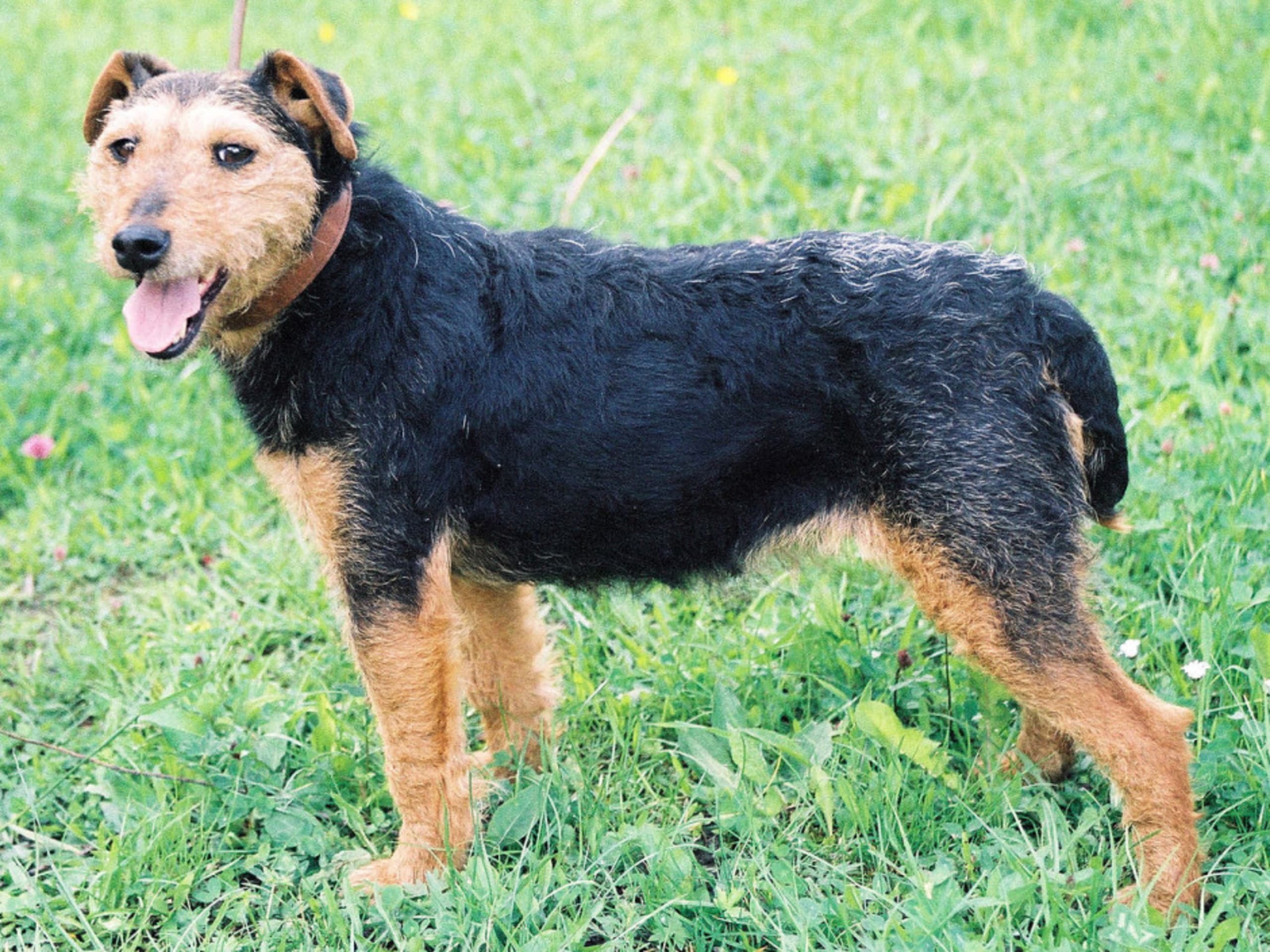 German Hunt Terrier