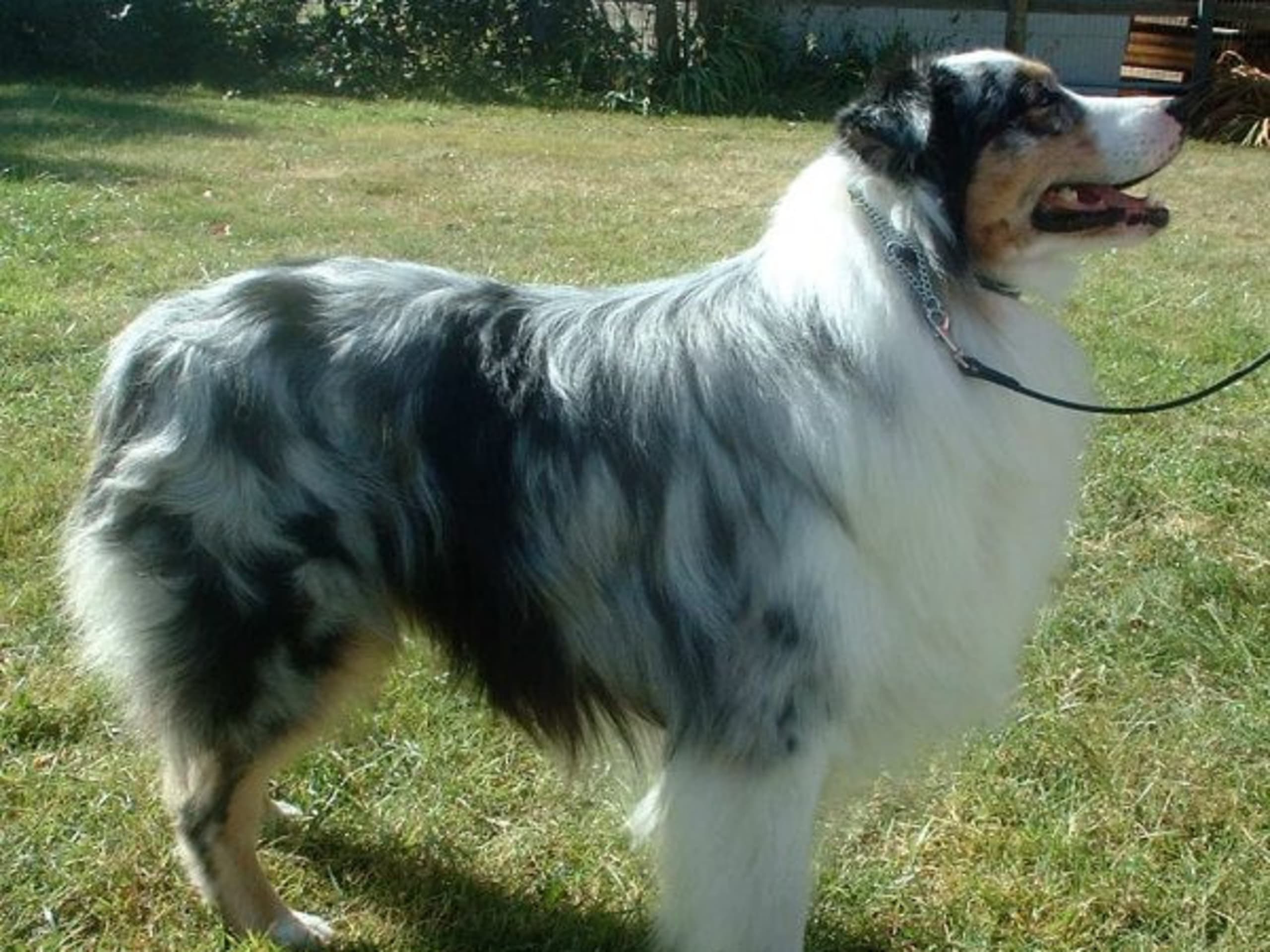 Australian Shepherd