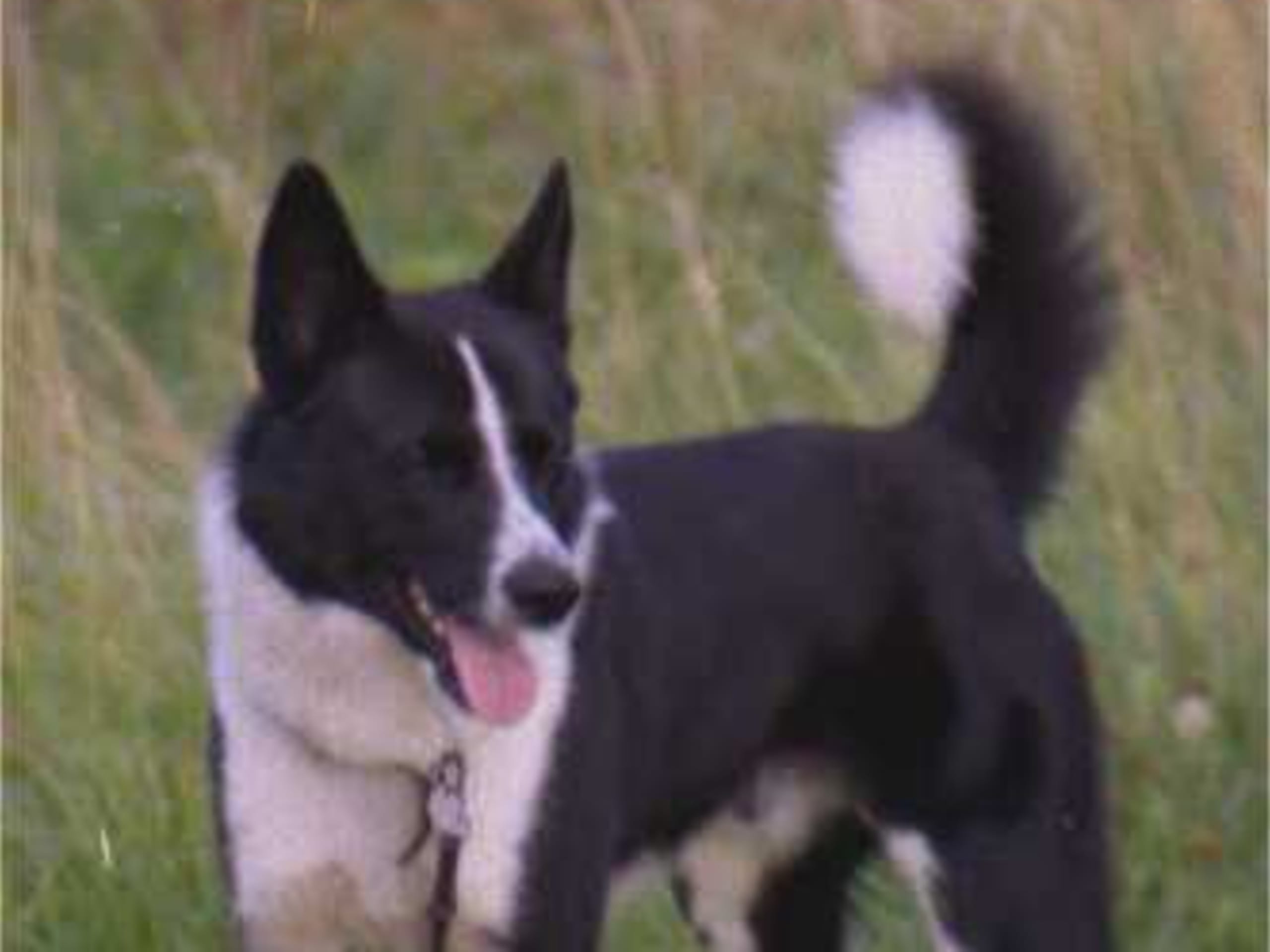 Karelian Bear Dog