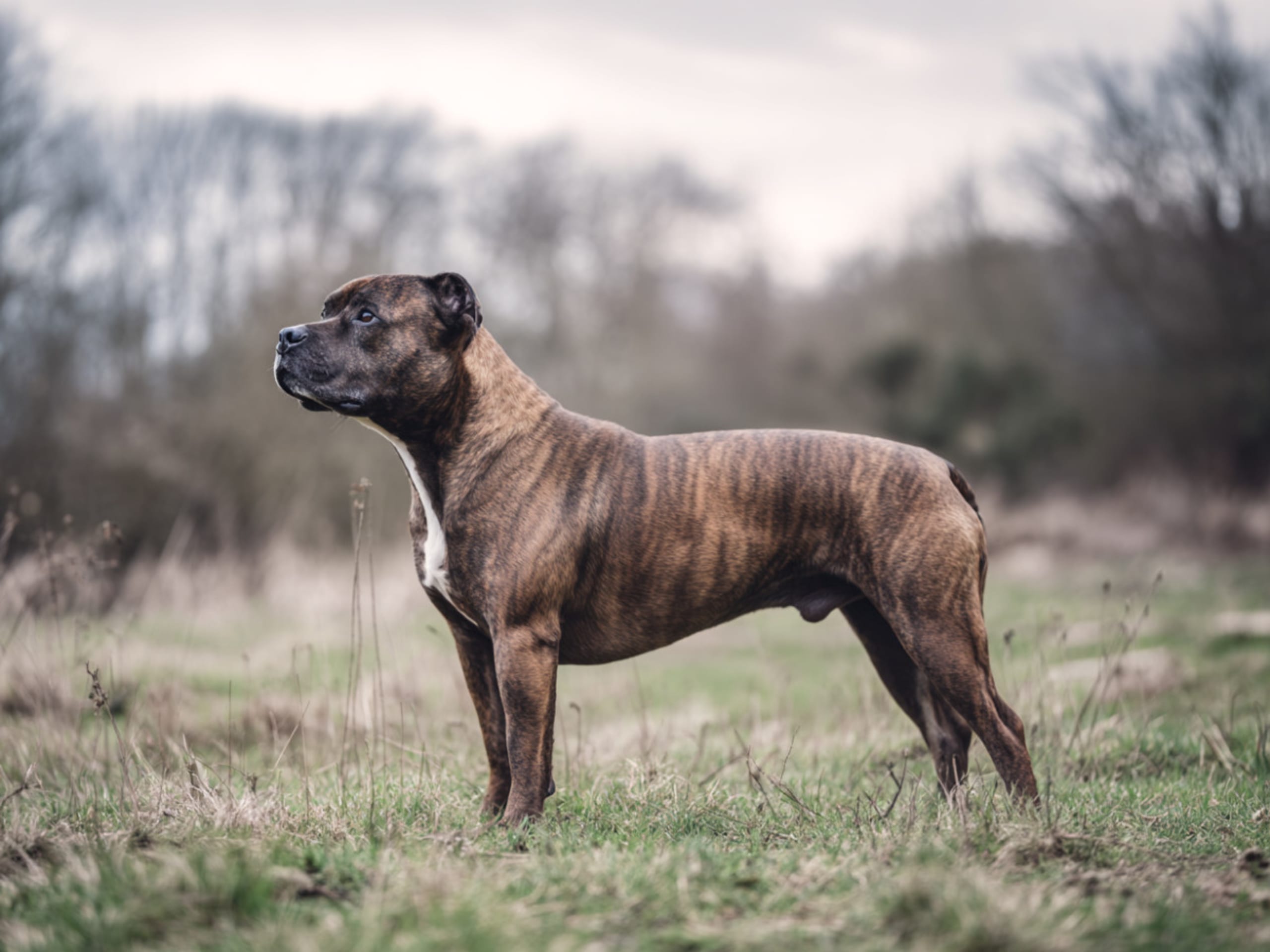 Staffordshire Bull Terrier