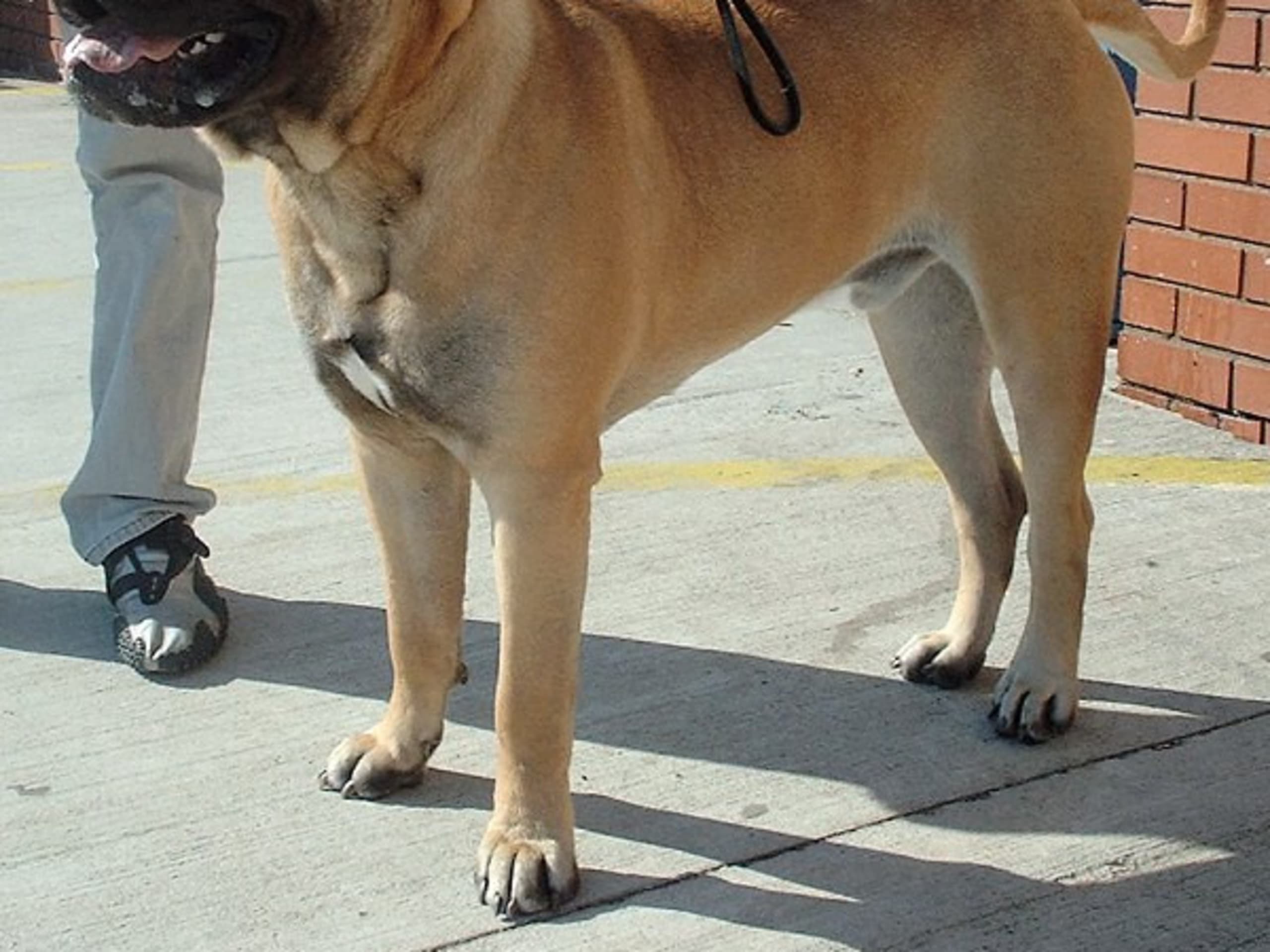 Bullmastiff