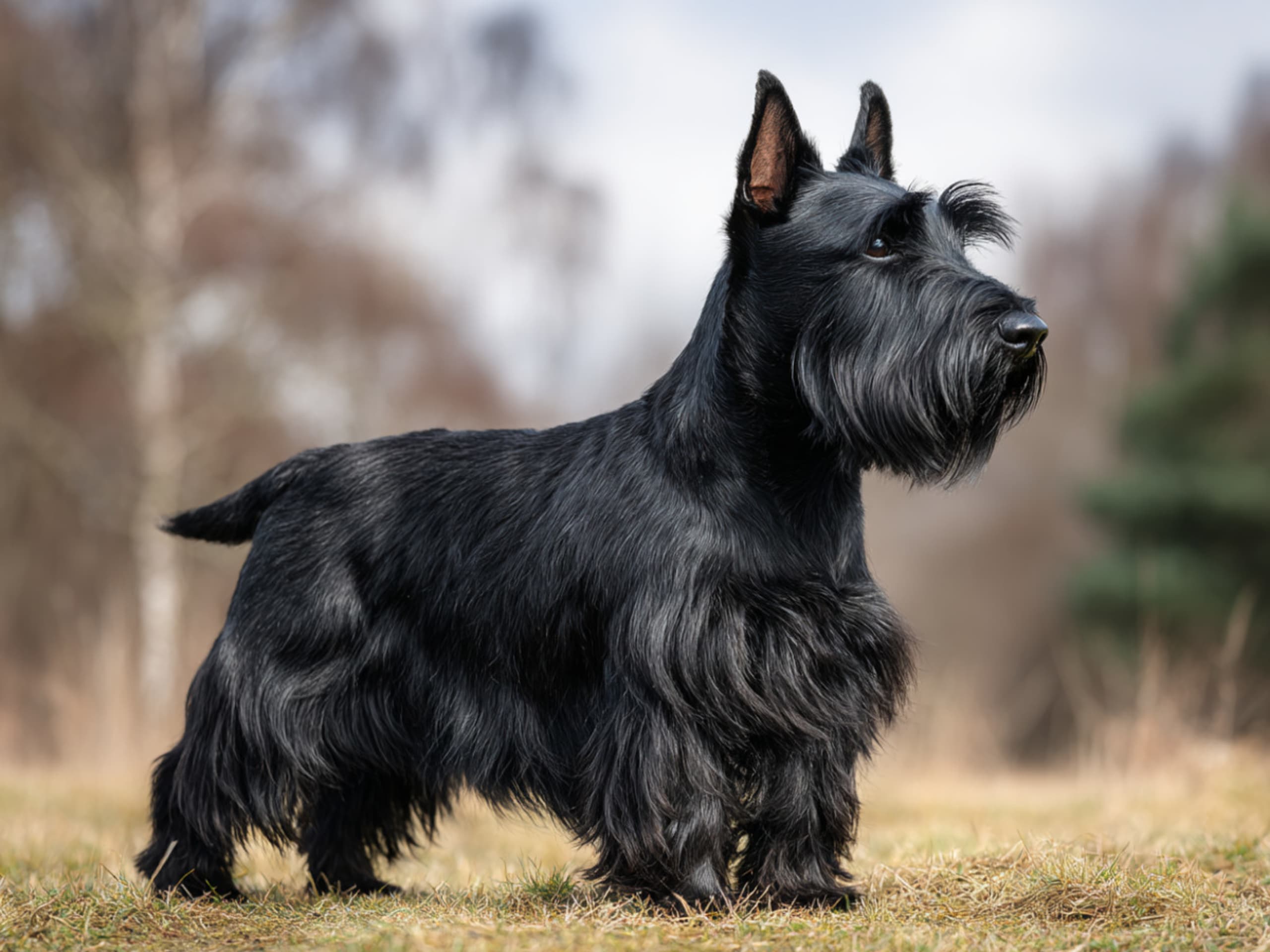 Scottish Terrier