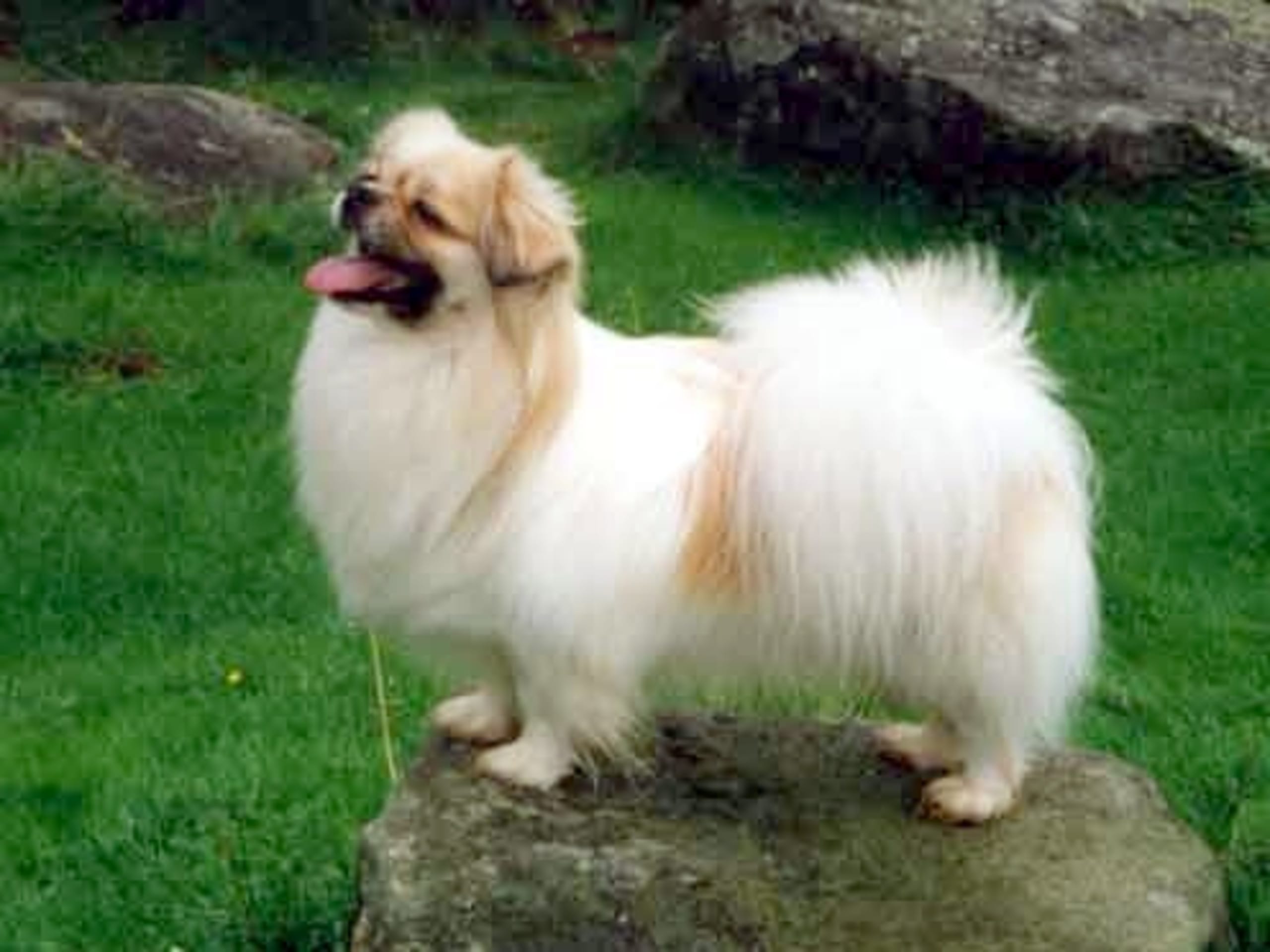Tibetan Spaniel